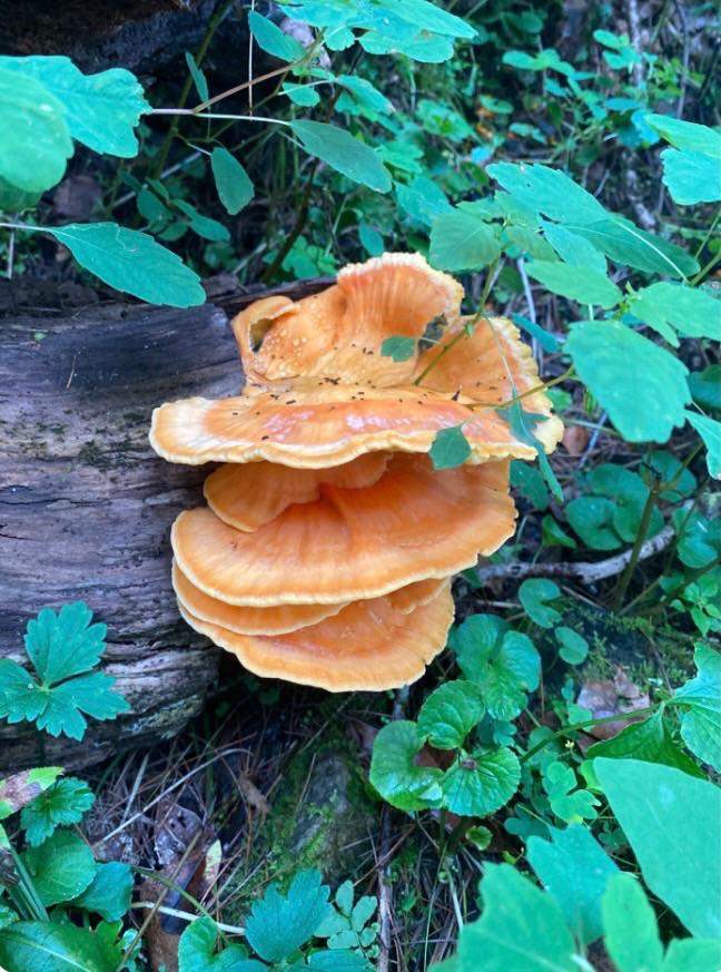 First time finding chicken of the woods! SW Virginia r/foraging