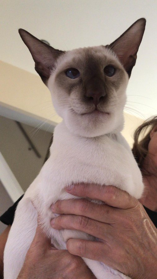 That cat ate a wasp r/CTLLRP