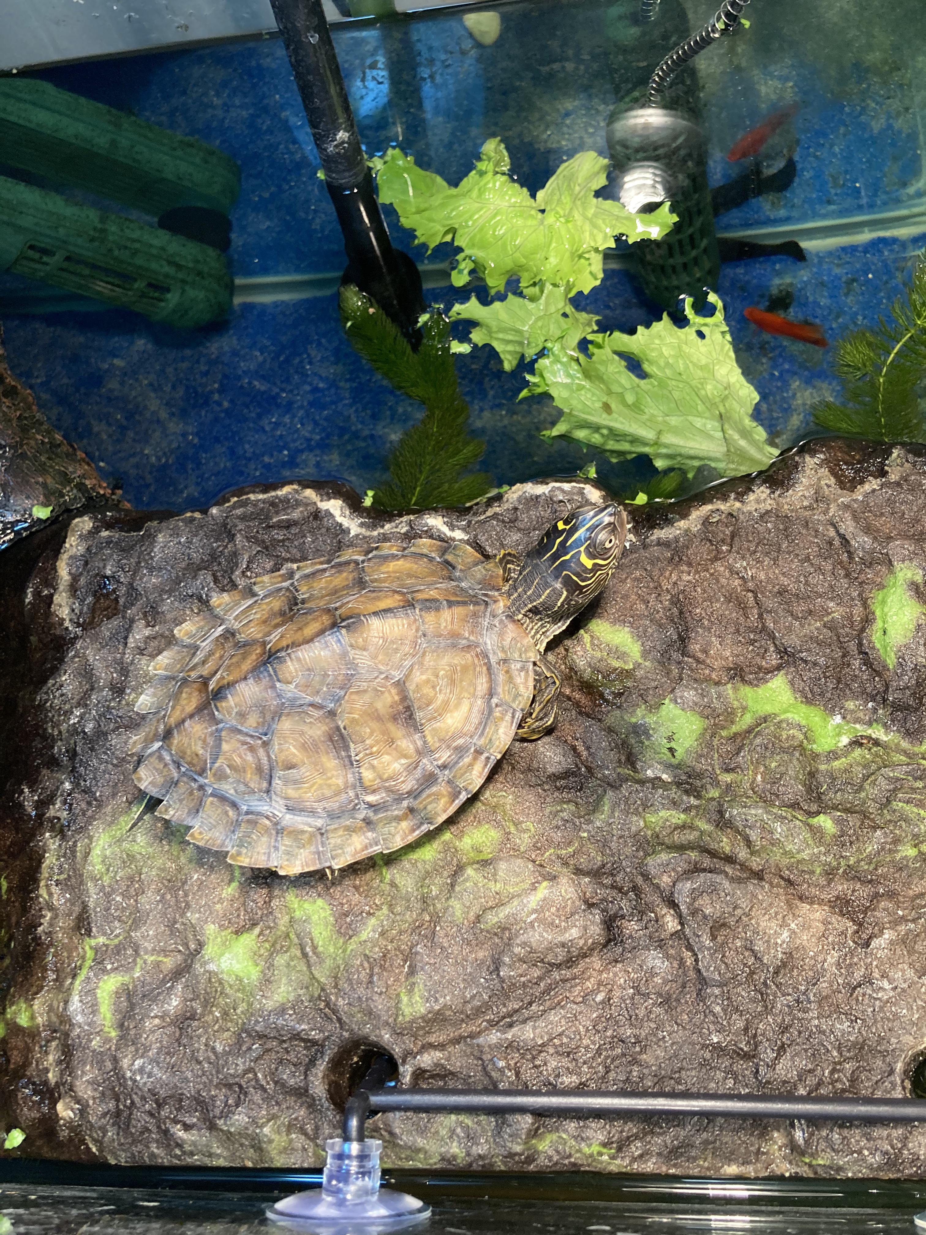 Mississippi Map Turtle Tank Setup