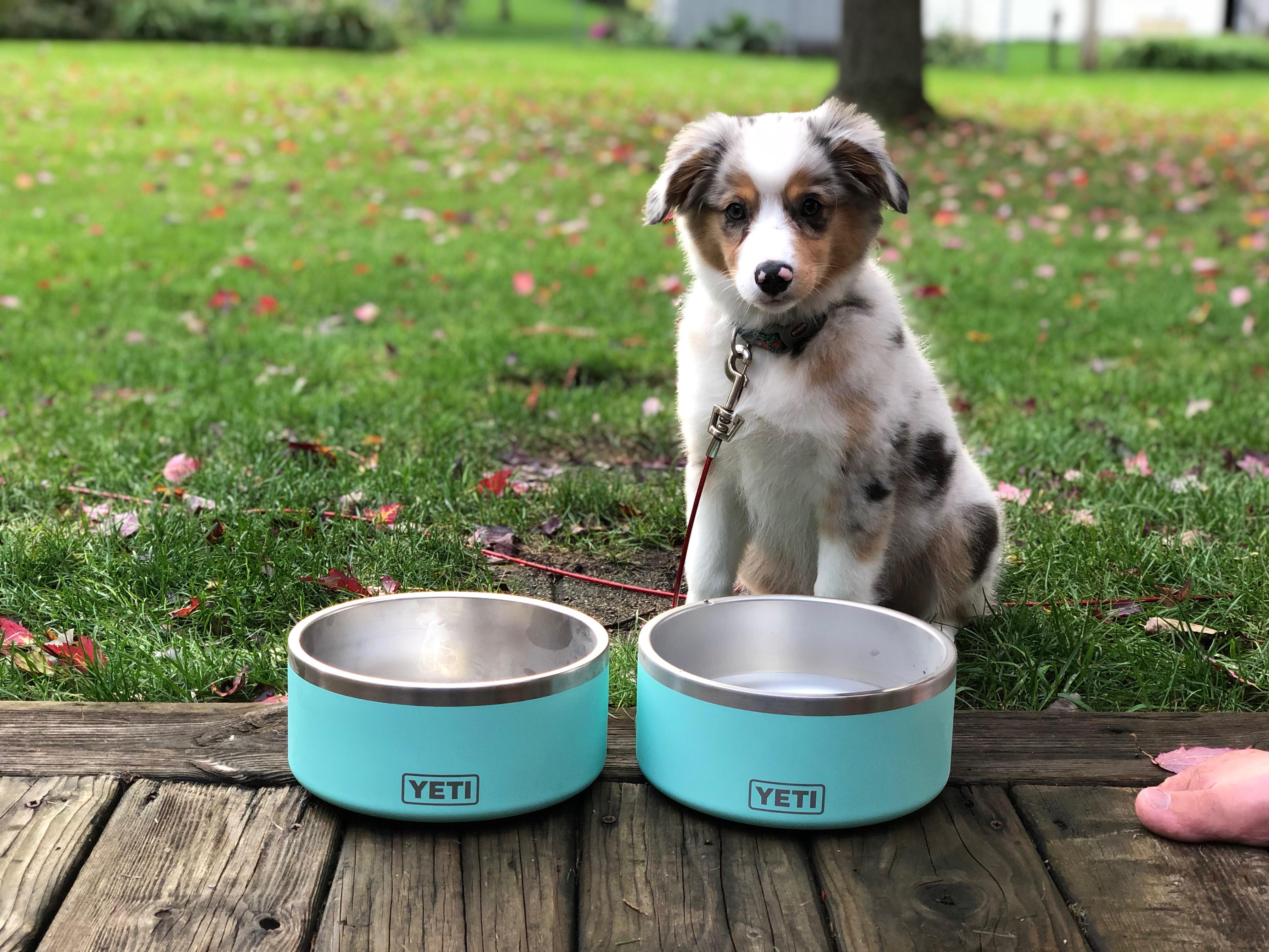 Yeti got her new bowls r/YetiCoolers