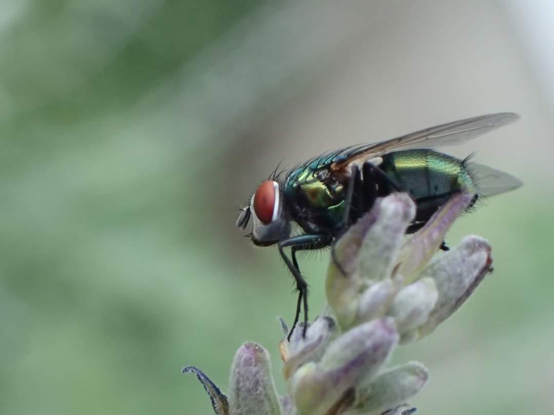 My lavender draws in flies r/MacroPorn