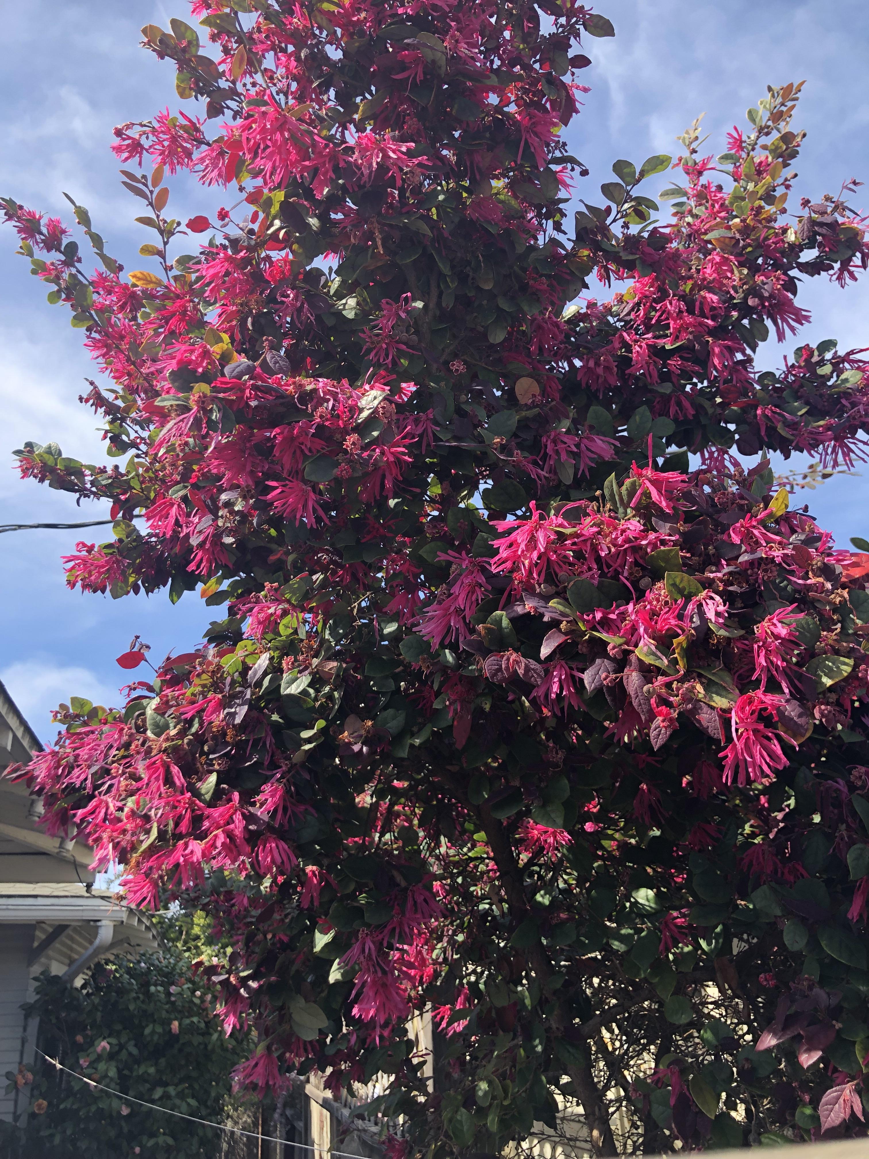 Zed Dialogue Pink Flowering Trees In California 12 Best Flowering