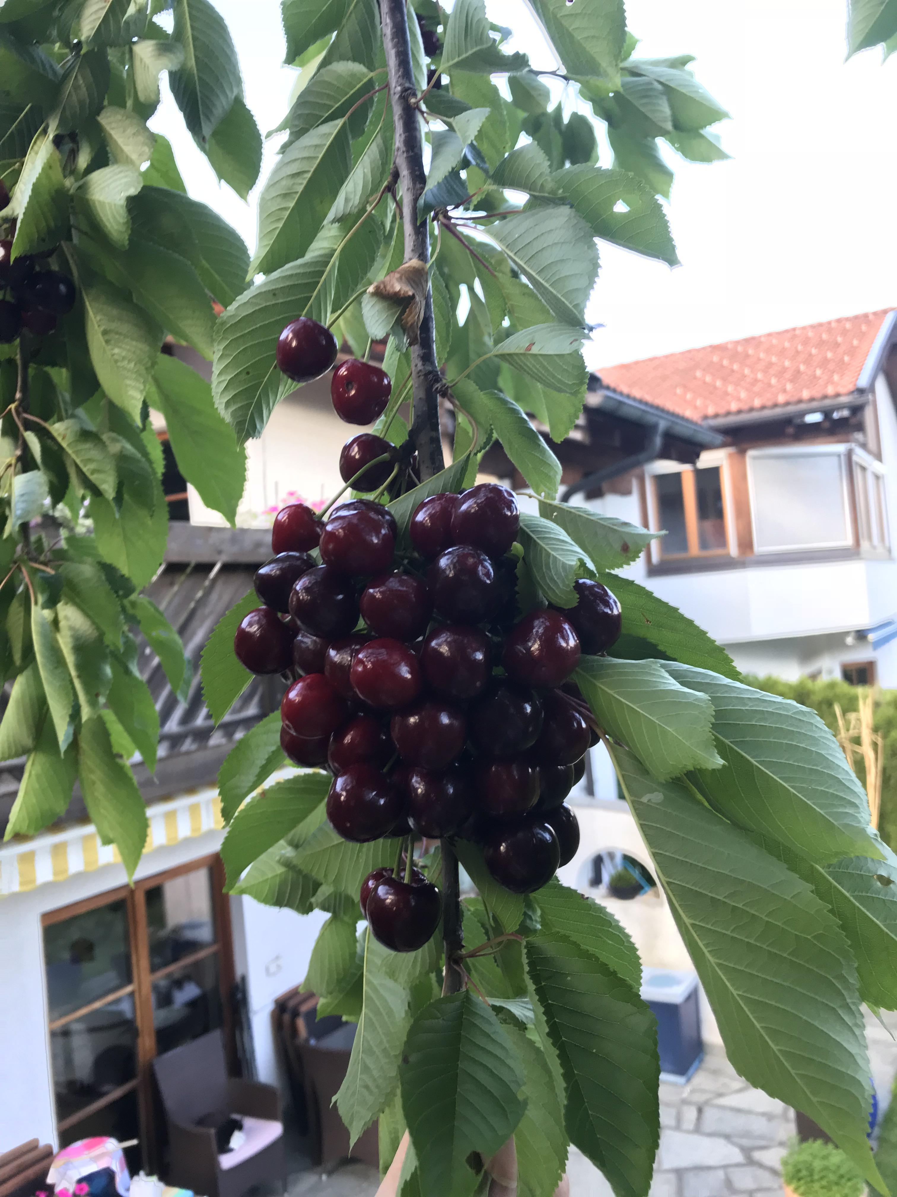 Last week we harvested cherries off our tree that hadn‘t given us any