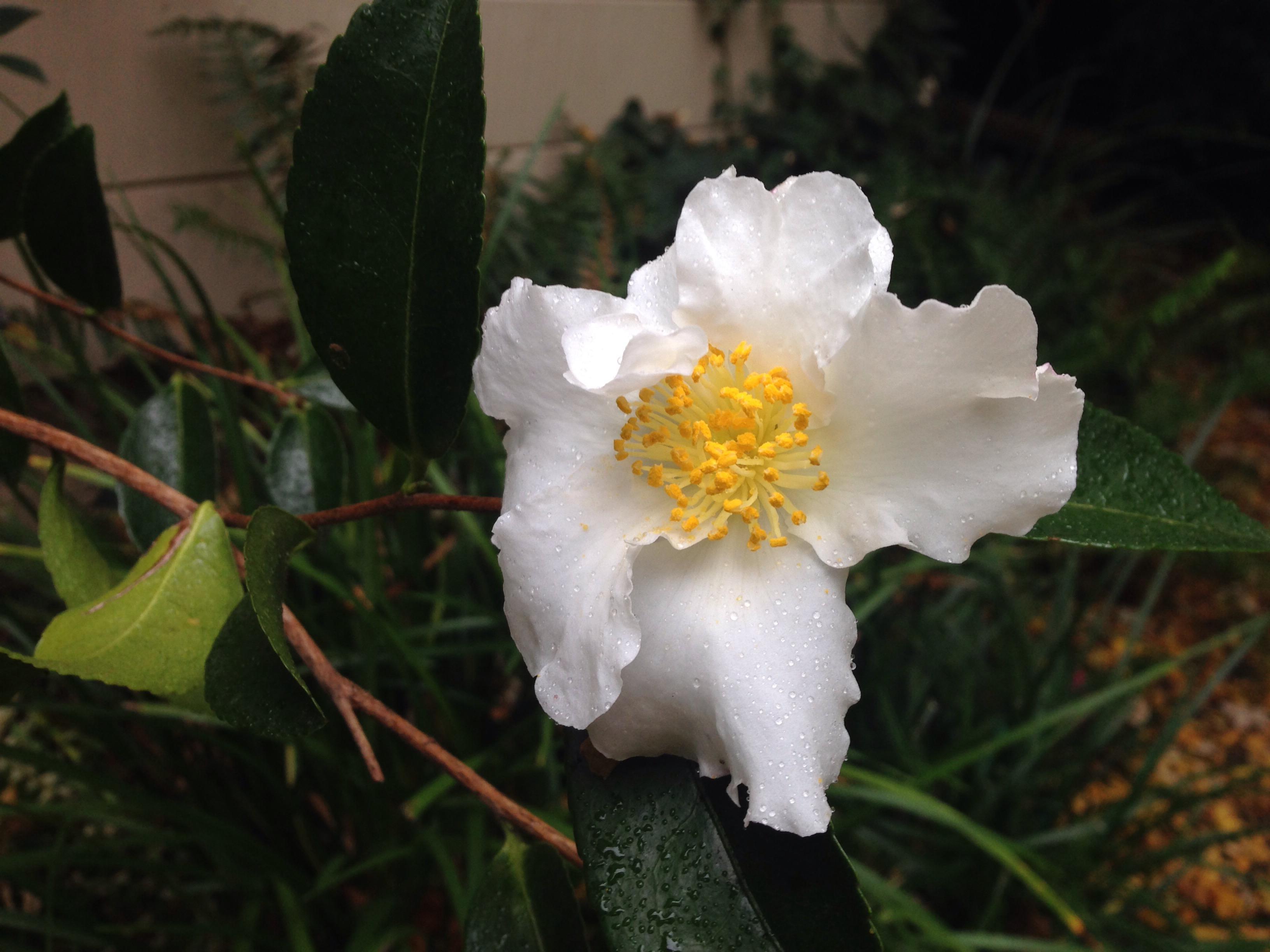 How can I tell whether this camellia plant is a camellia sinensis