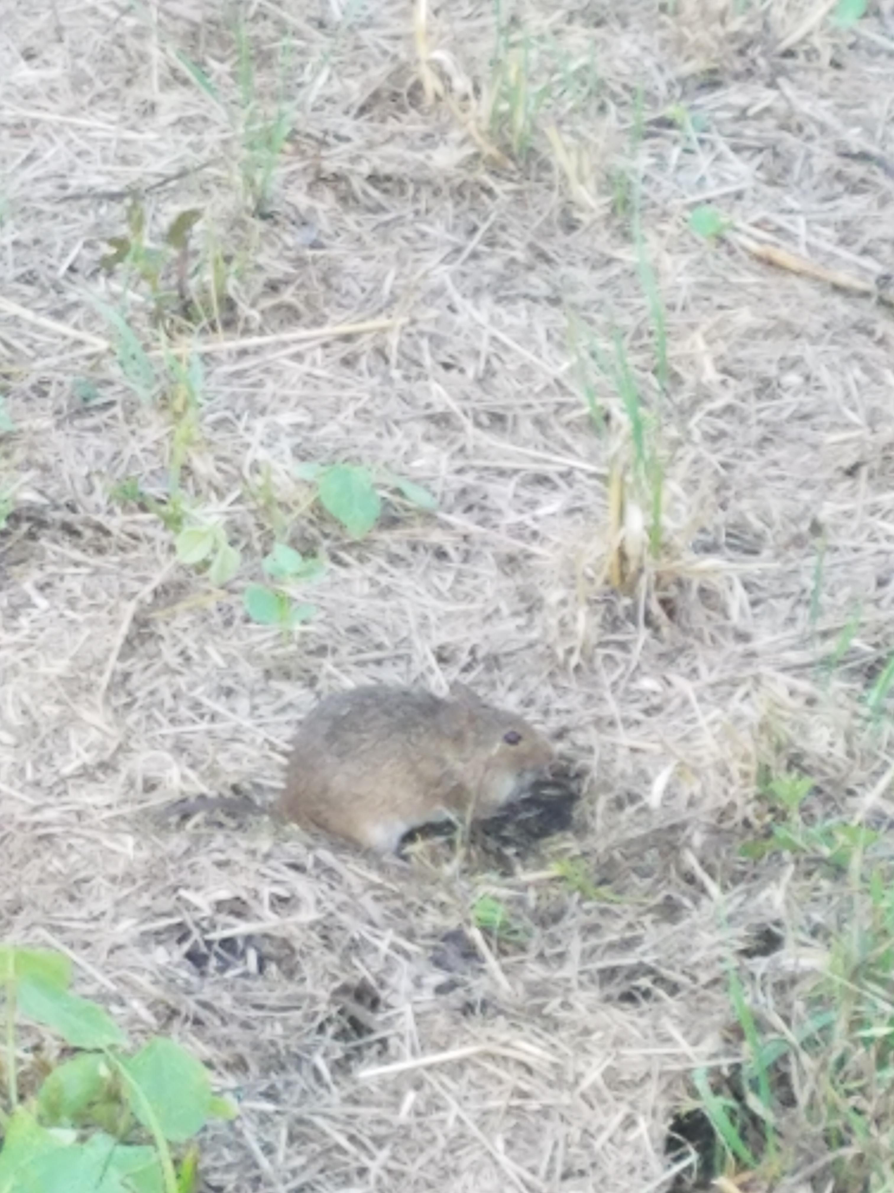 Rodent in [Central USA]. About the size of a common rat but