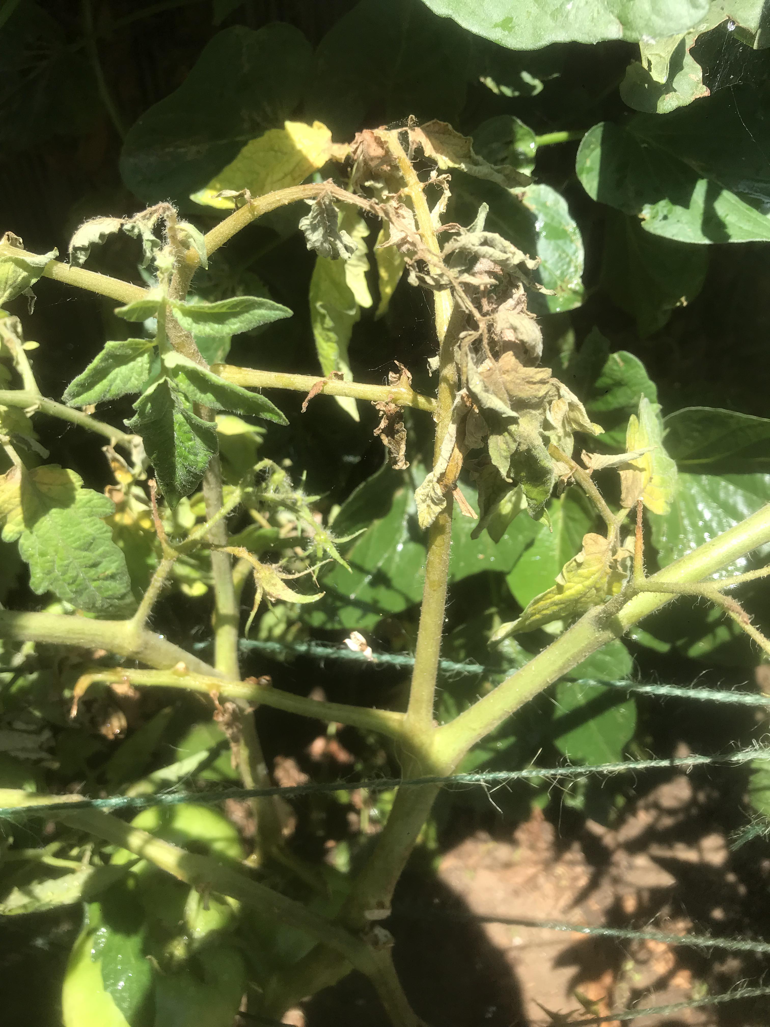 What is happening to my tomato plants? Crispy brown leavesseems like