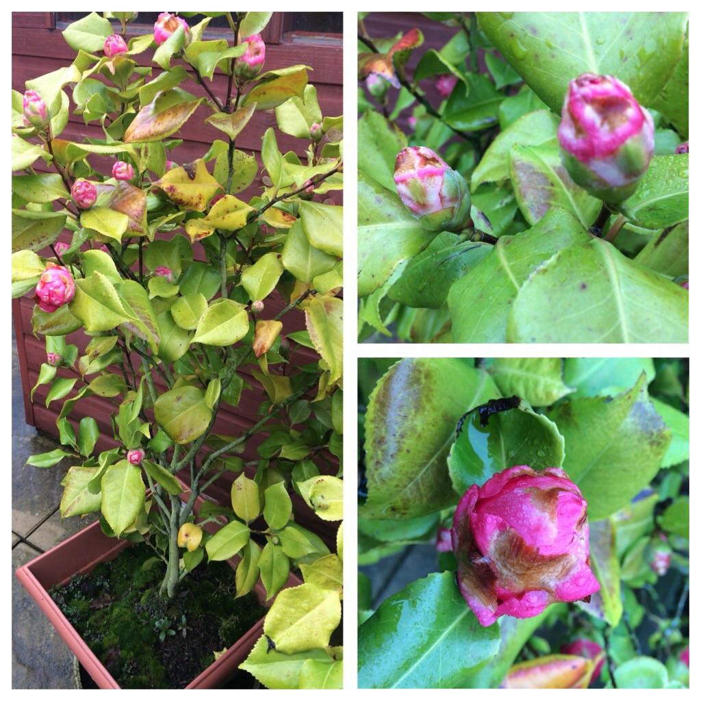 [HELP] Camellia flowers not blooming r/gardening