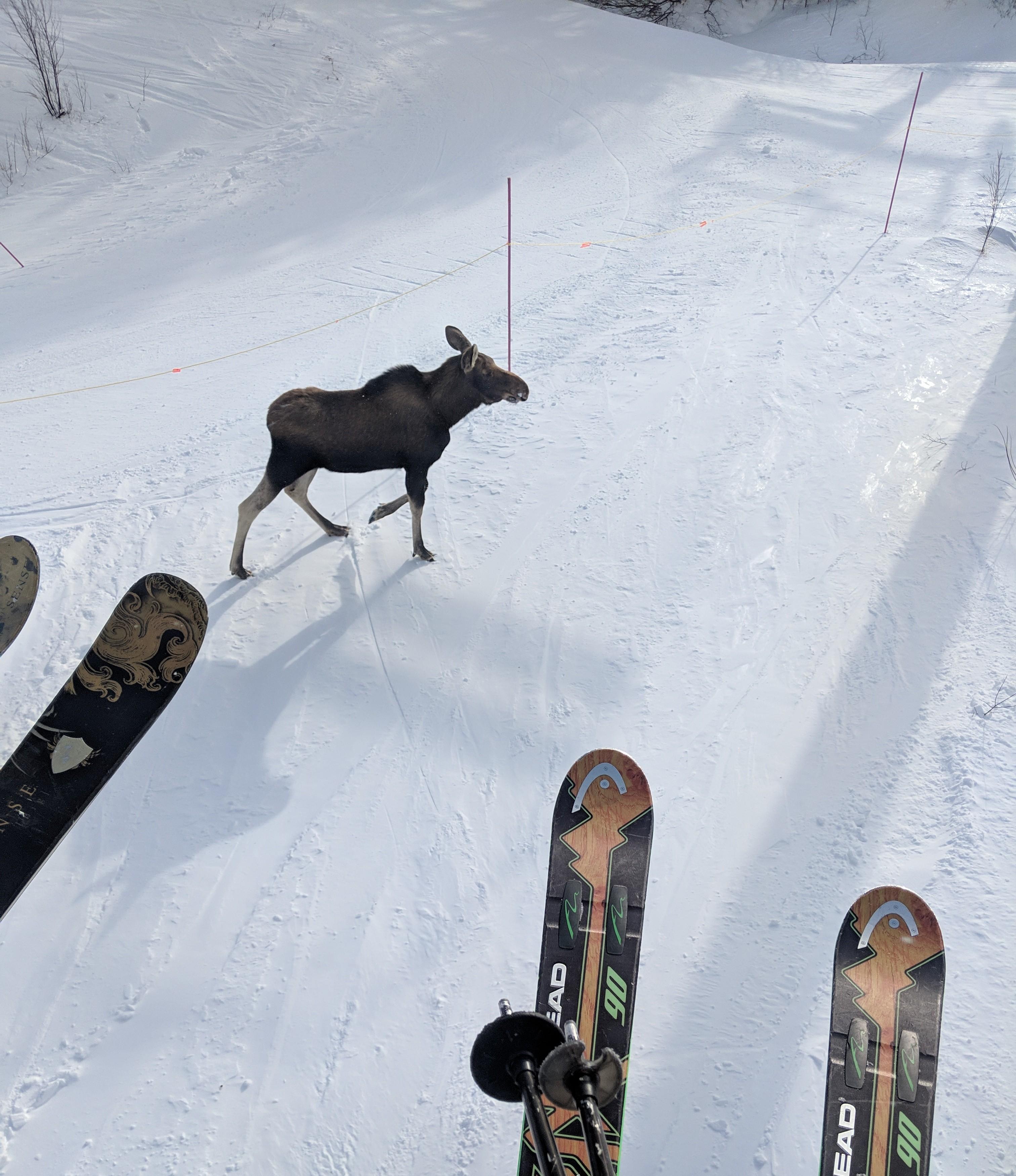 Moose on the loose! r/skiing