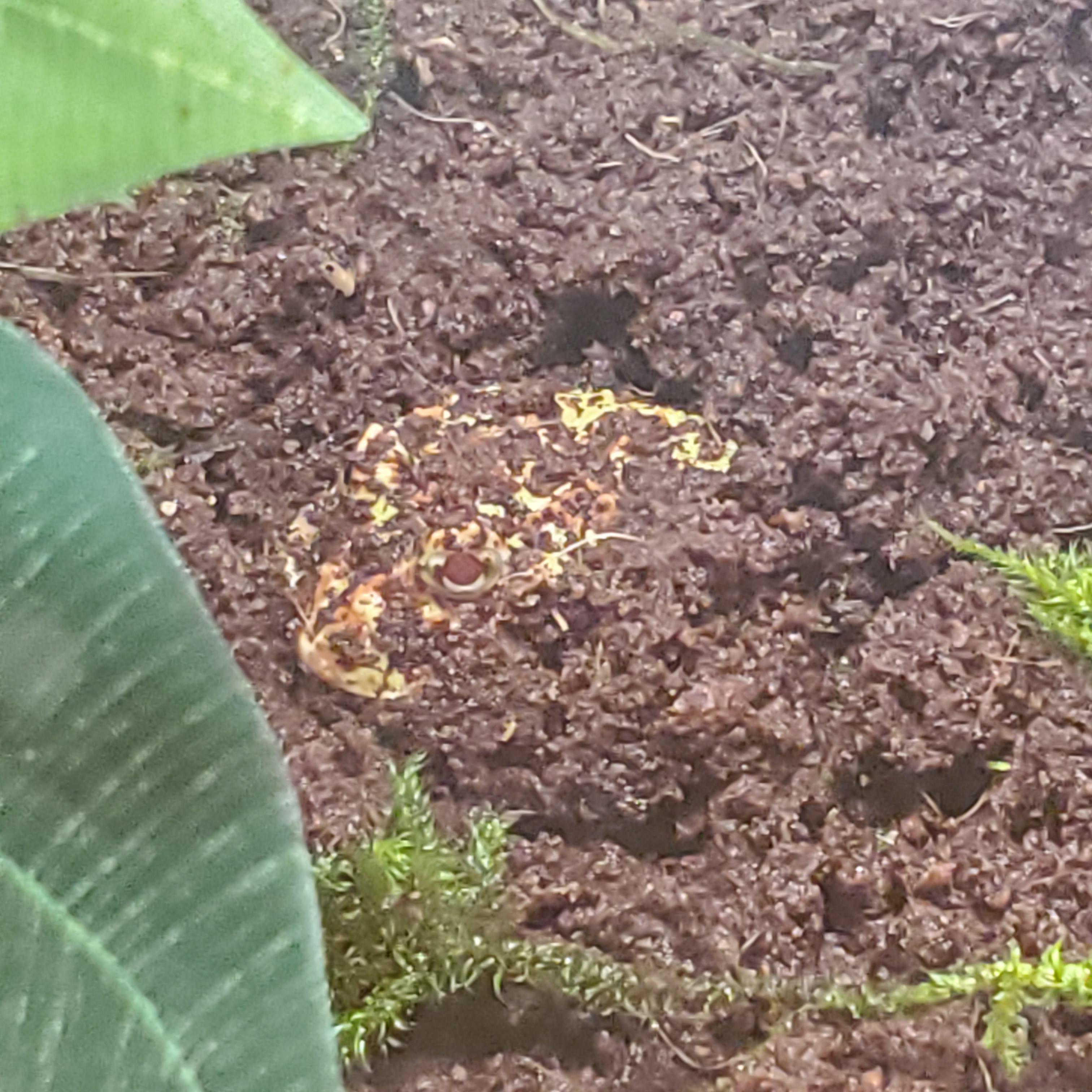 Baby pacman frog hasn't eaten since coming to his new home. (Wednesday