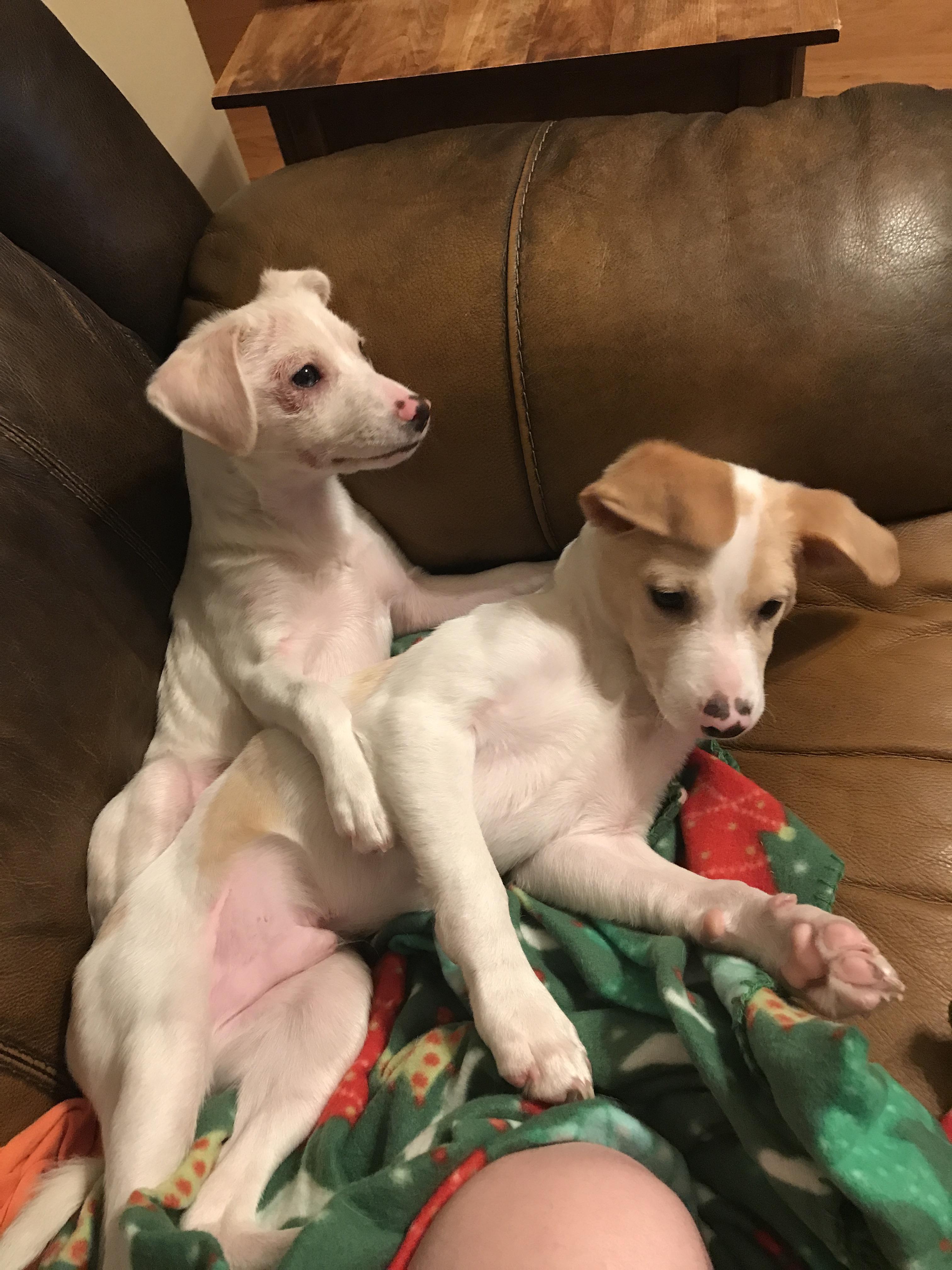 This is wonder(brown eared dog) and wobbles(light brown ears), they are