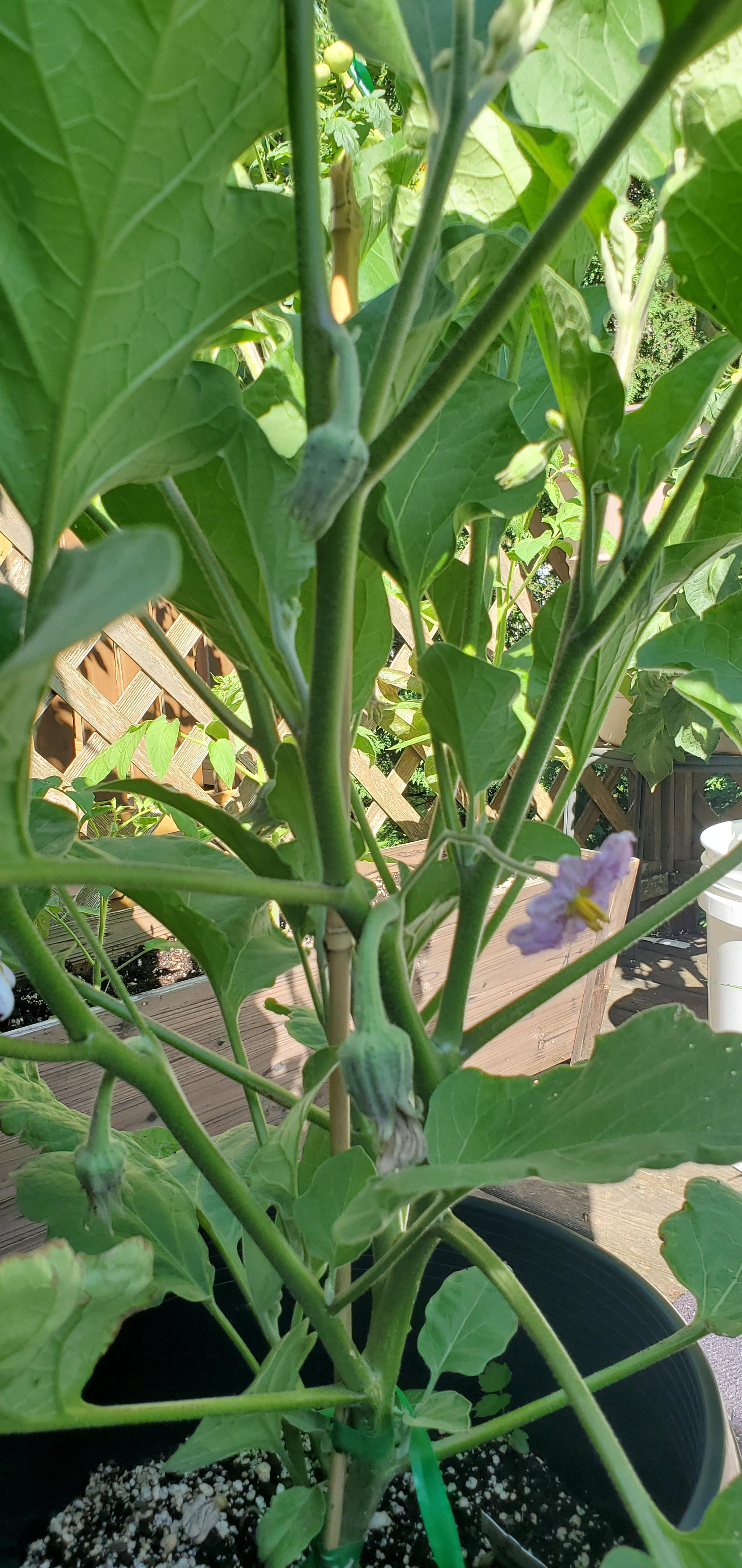 Eggplant question🍆 this is the second time I've had a flower that isn't
