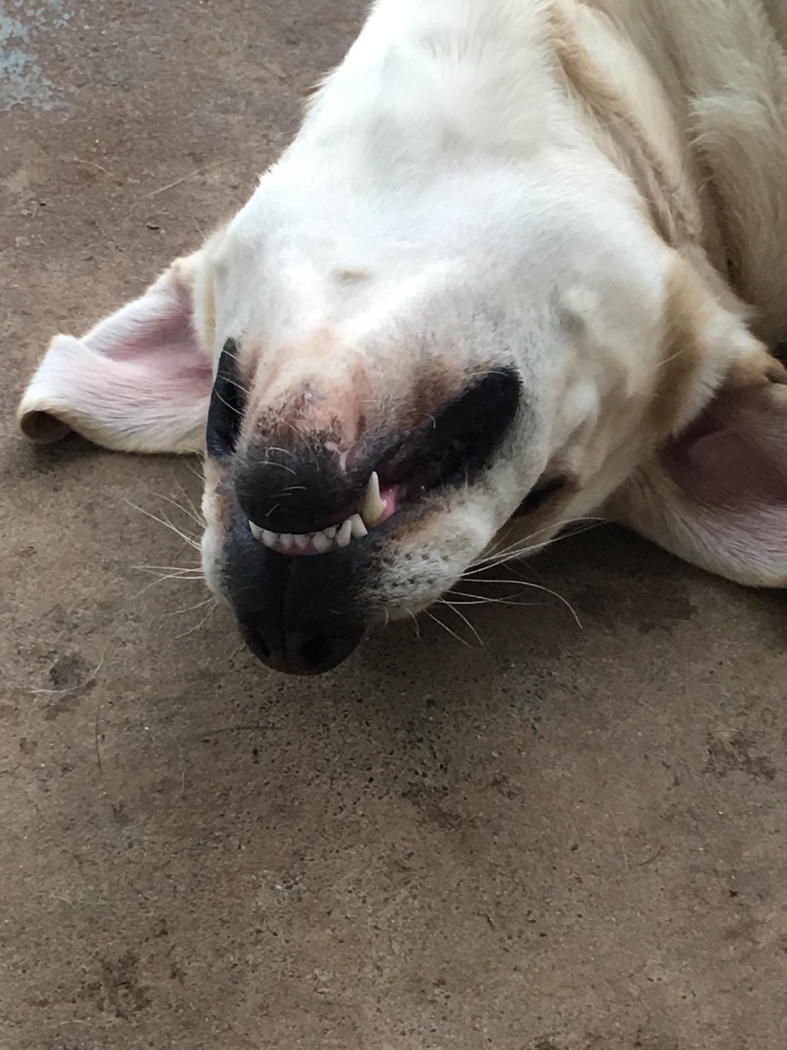 Labradors were recognized by the AKC over 100 years ago and not one has