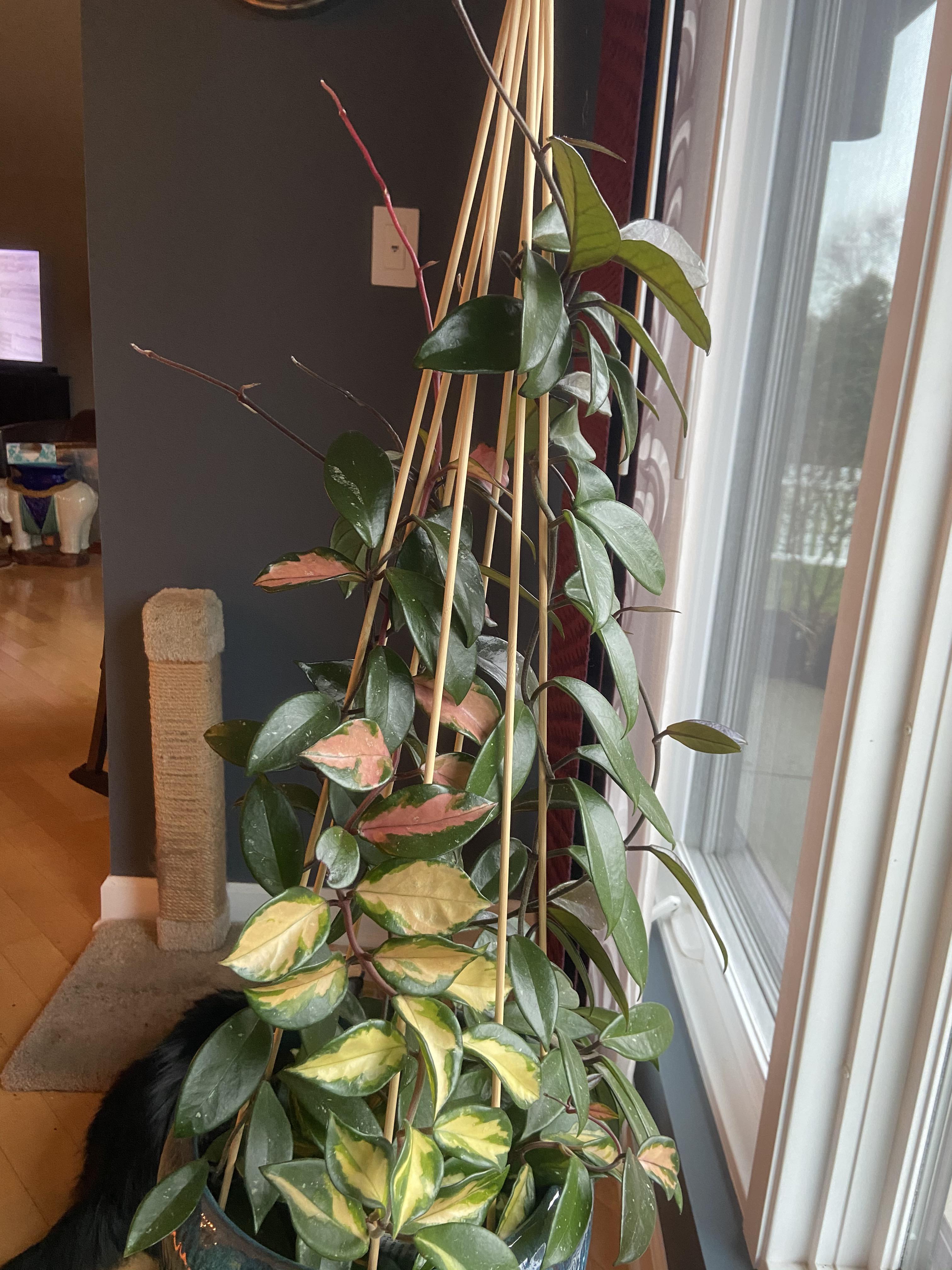 My pot of Hoyas is filling in! r/hoyas