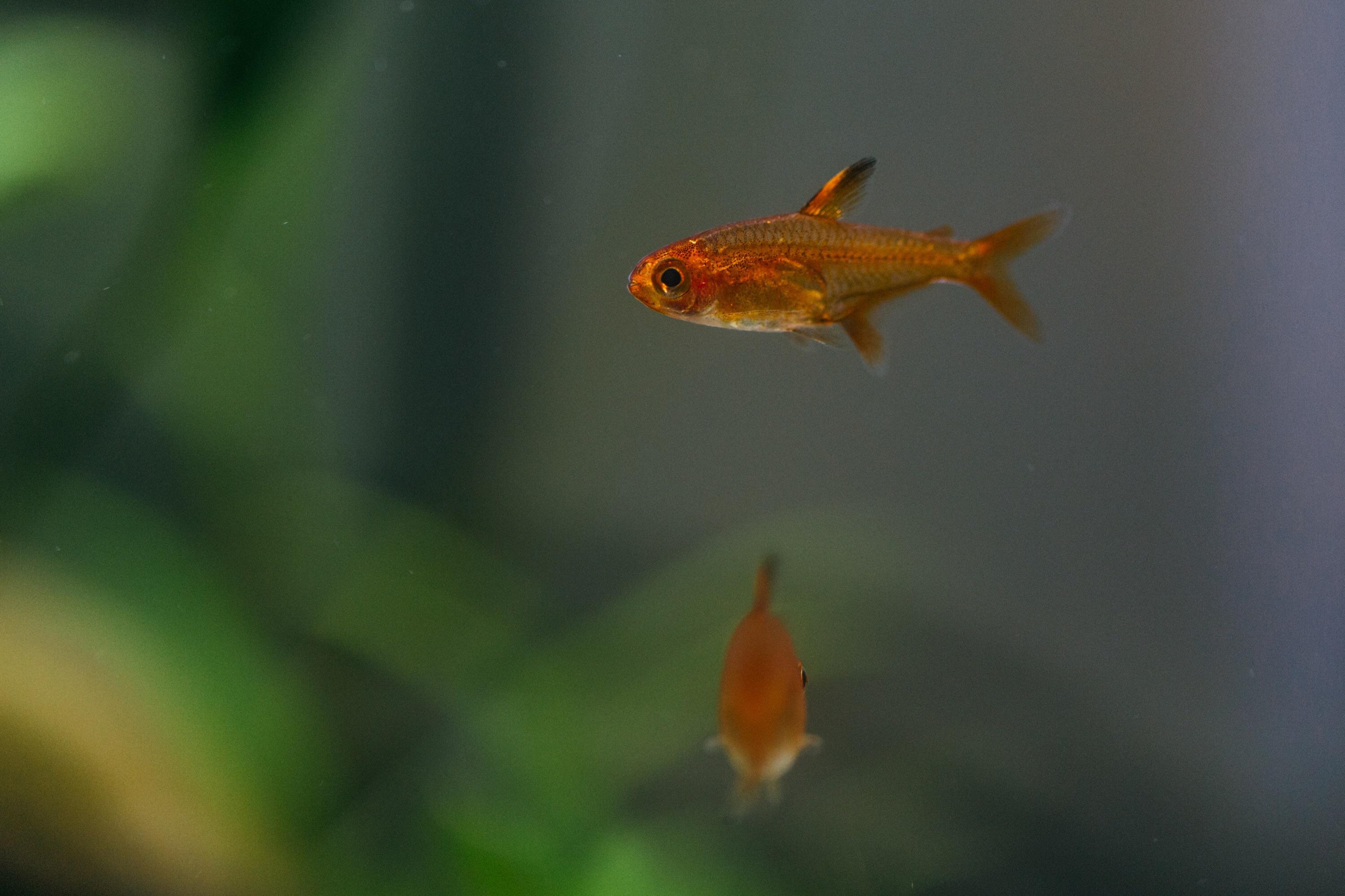 ember tetras are one of my favorite nano fish, they look amazing