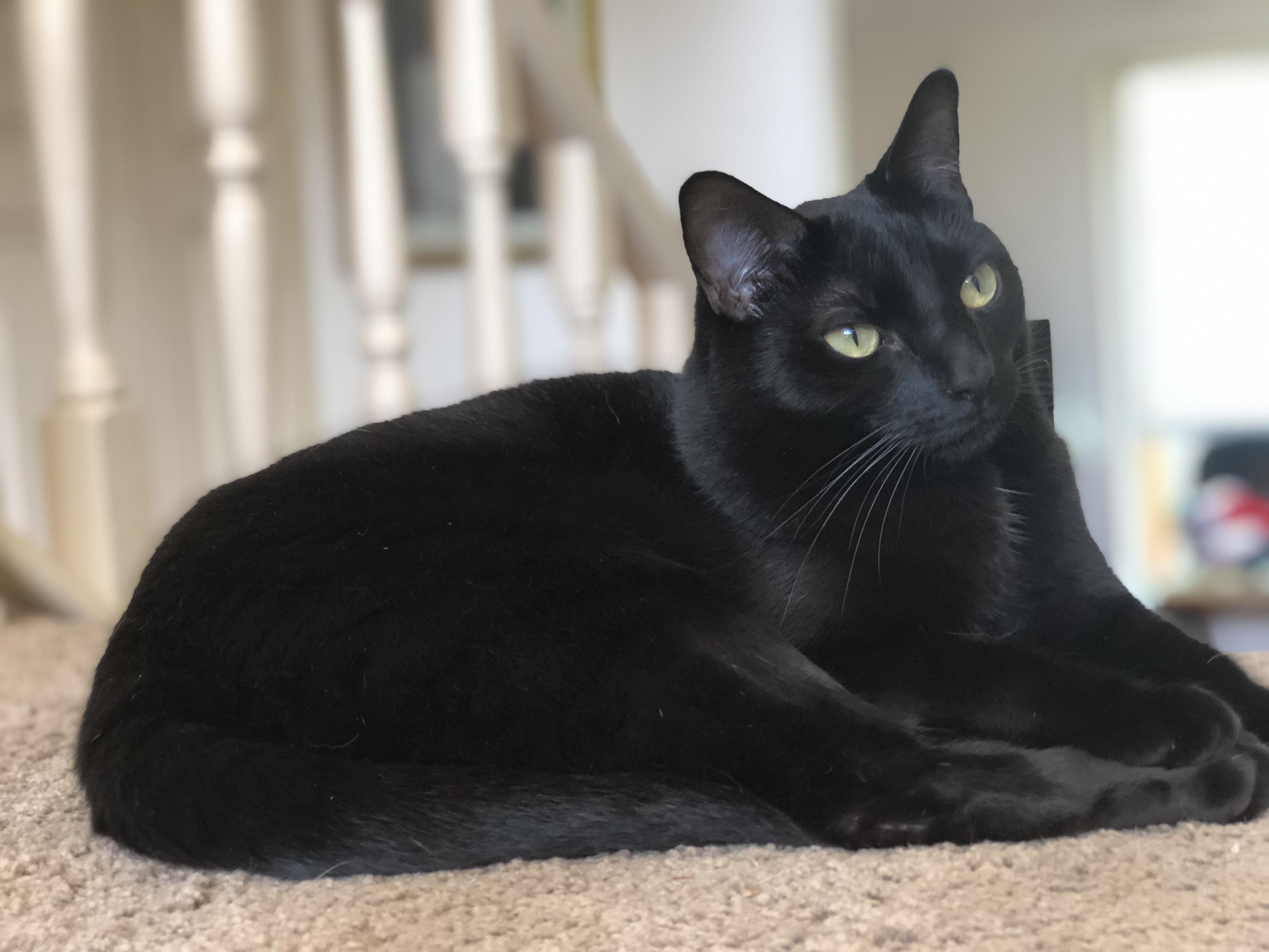 Love how shiny my black cat is. r/blackcats