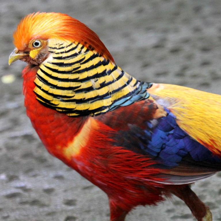 Fruit Loop Pharaoh Chicken r/ProperAnimalNames