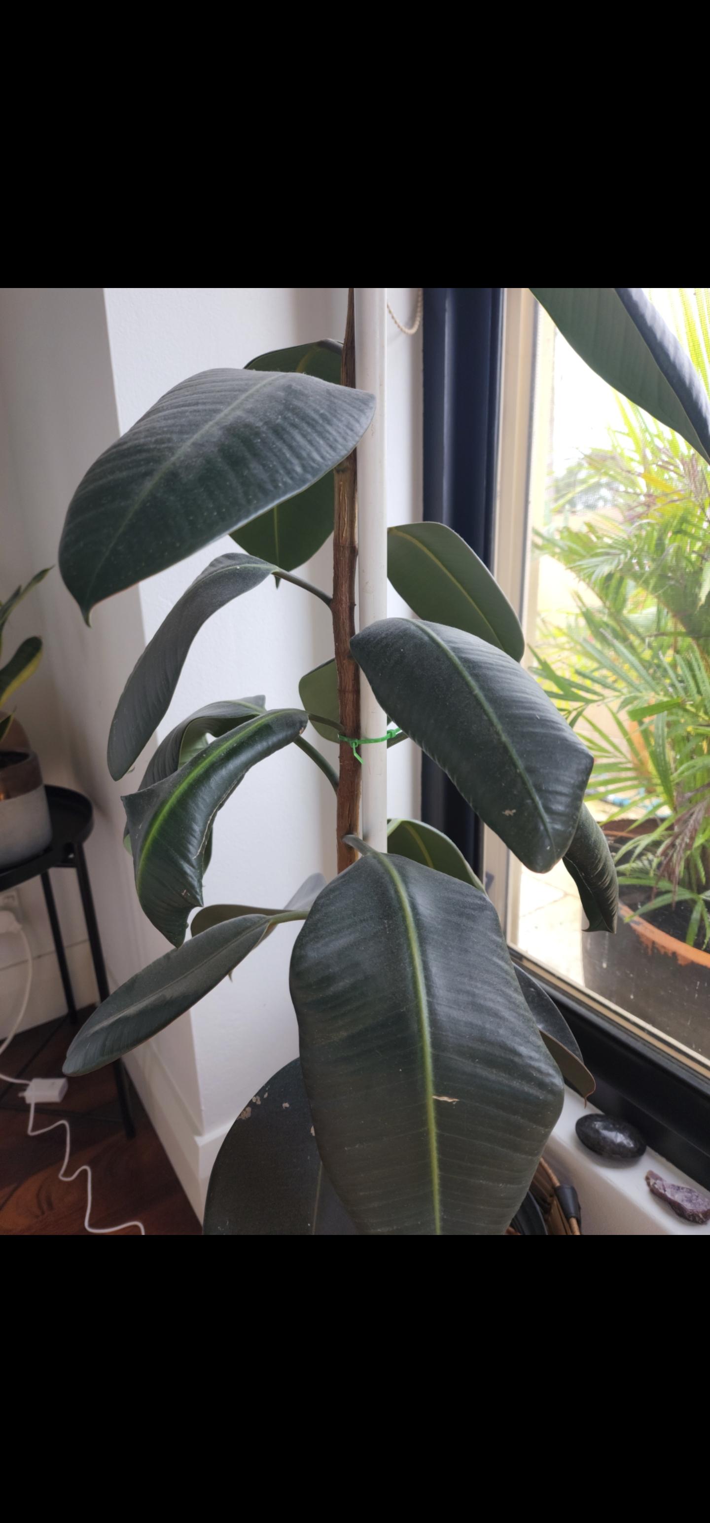 Why is my rubber plants leaves curling ?? r/plant
