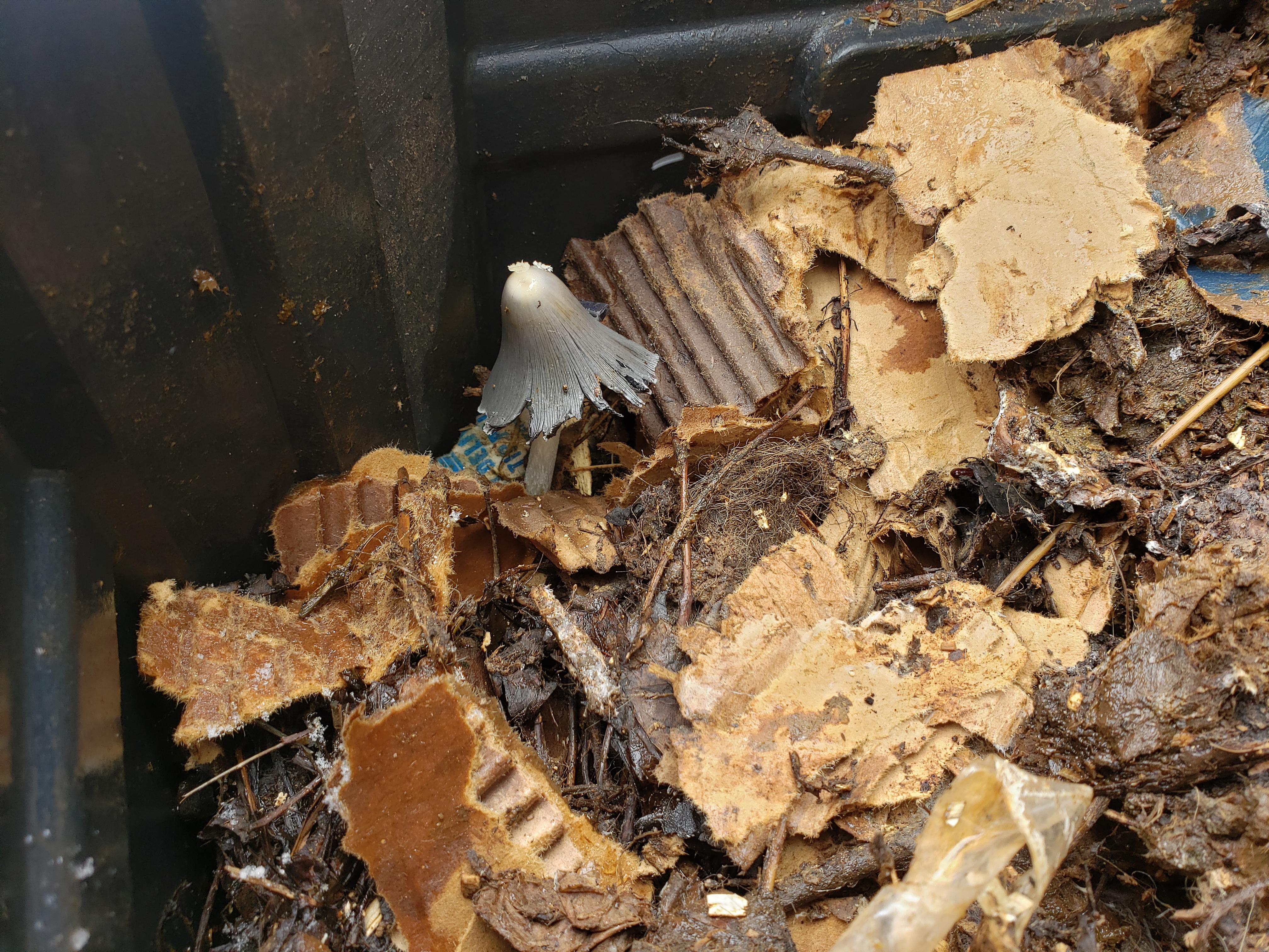 Help with ID on this bigboi in my dog poo compost bin? r/mycology