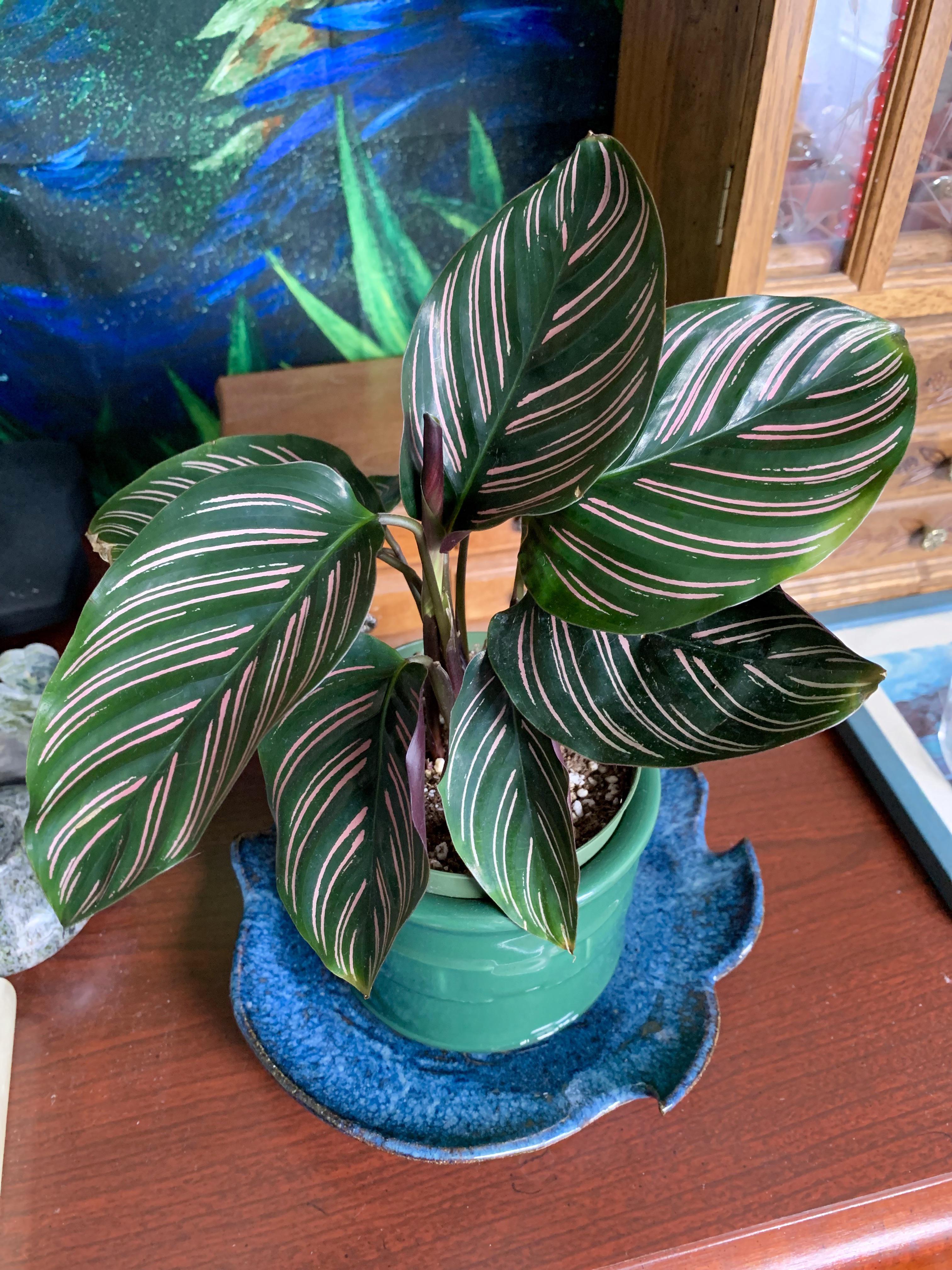 One of my favorites   Calathea Ornata, Pink Pinstripe Prayer plant