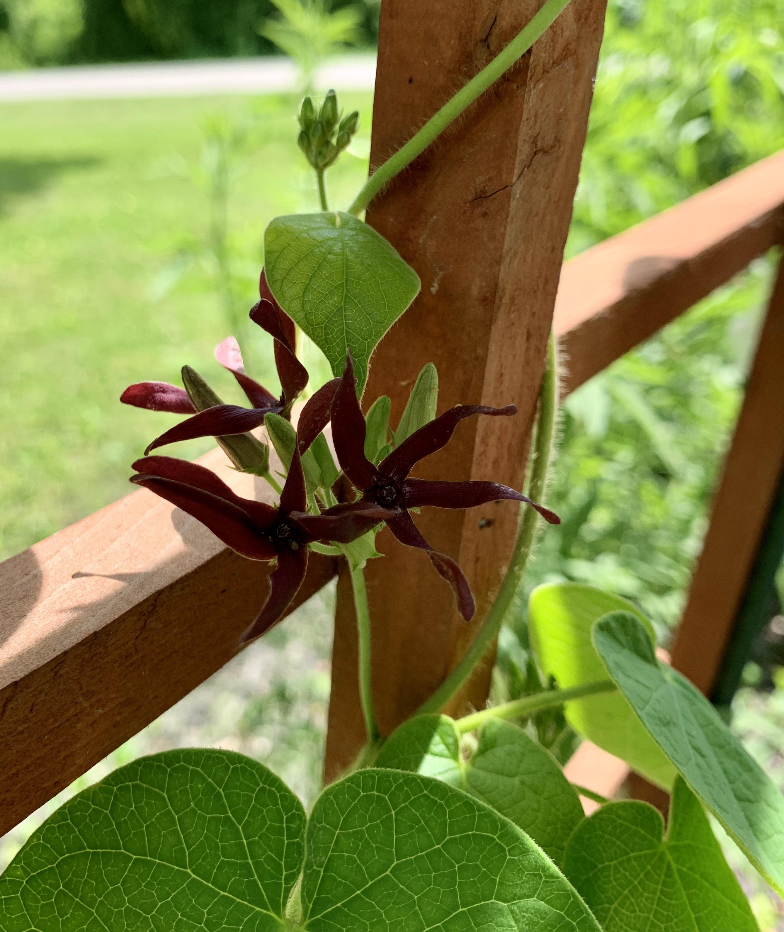 Spotted some blooms on my climbing milkweed! Eastern MO zone 6a r/NativePlantGardening