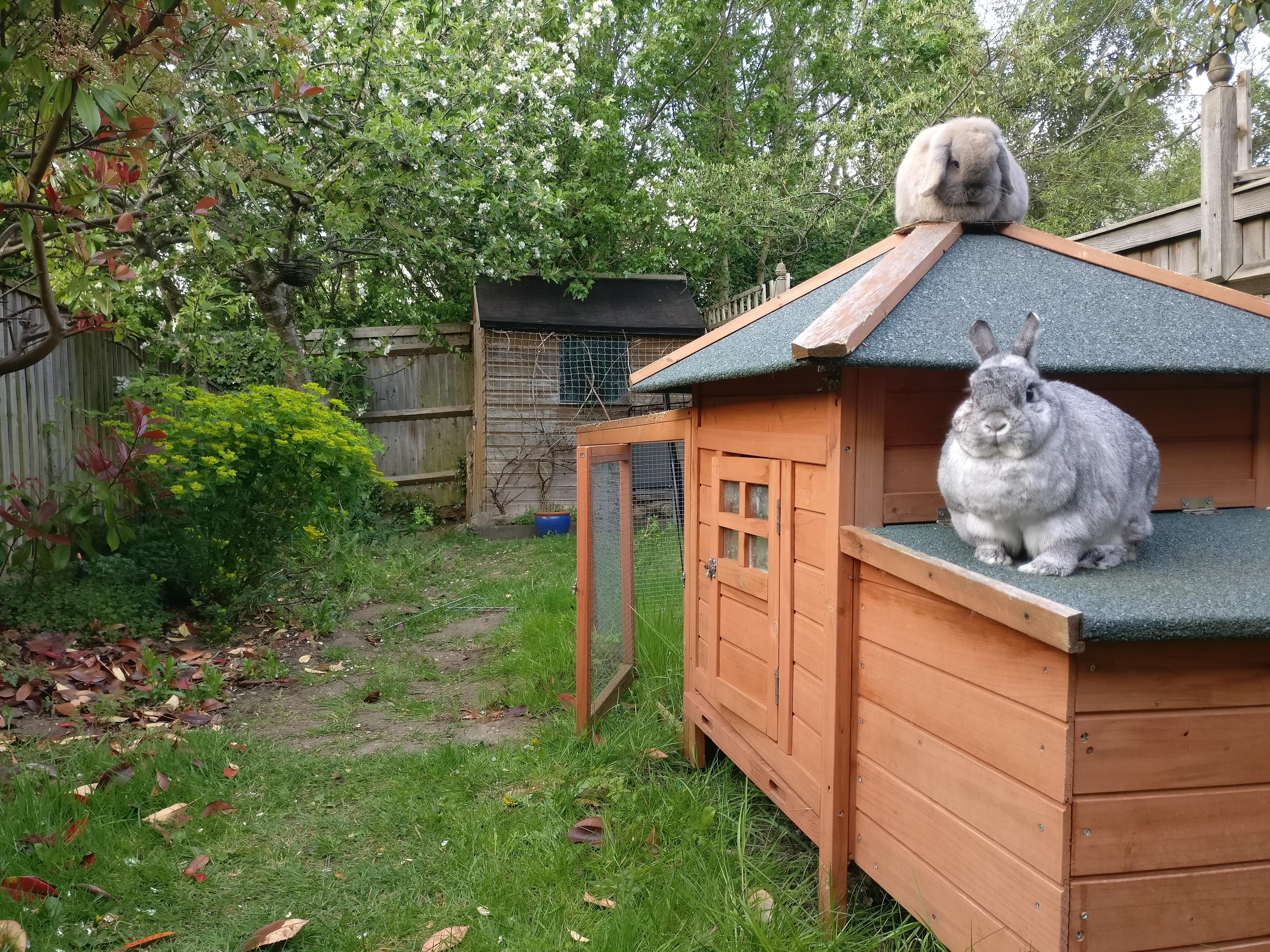 Guard bunnies. Trespass and have your ankles nibbled! r/Rabbits