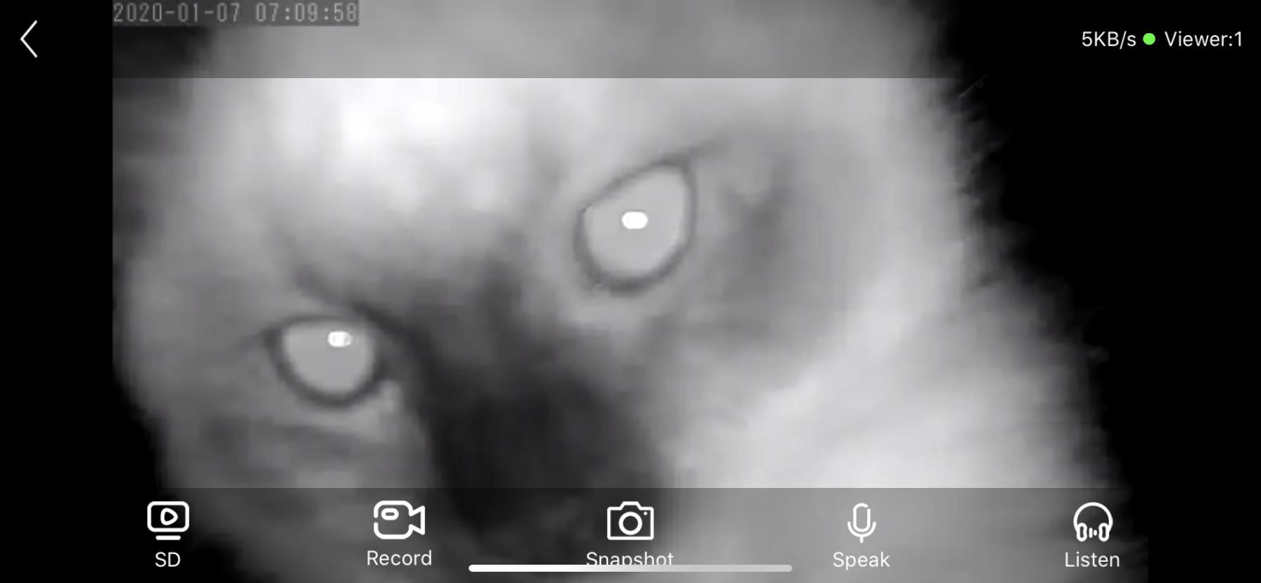 Opened my pet cam tonight to check on my kitten... r/cats