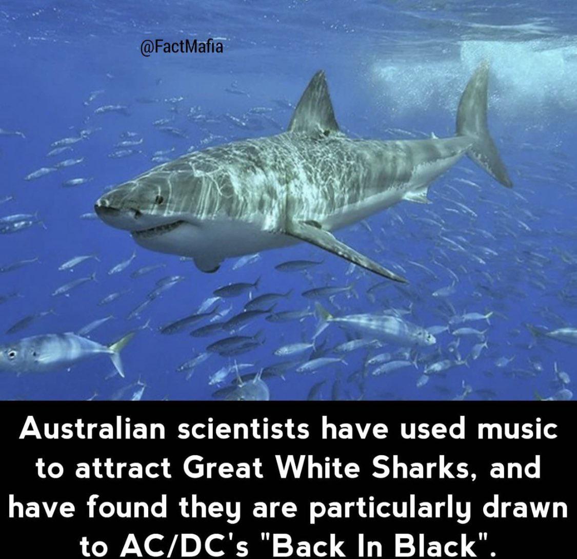Sharks with good music taste r/sharks
