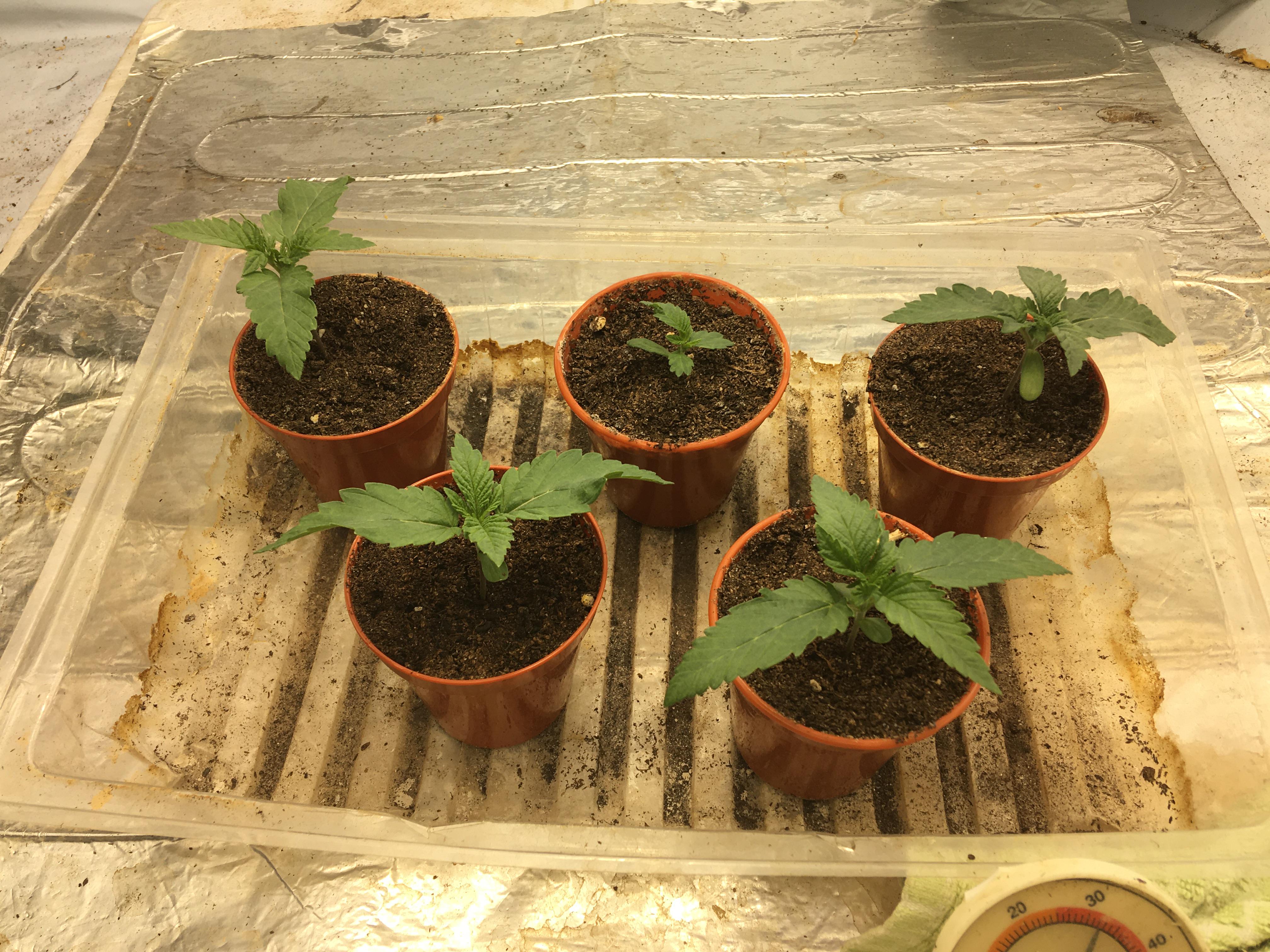 Seedlings 7 days above ground. r/cannabiscultivation