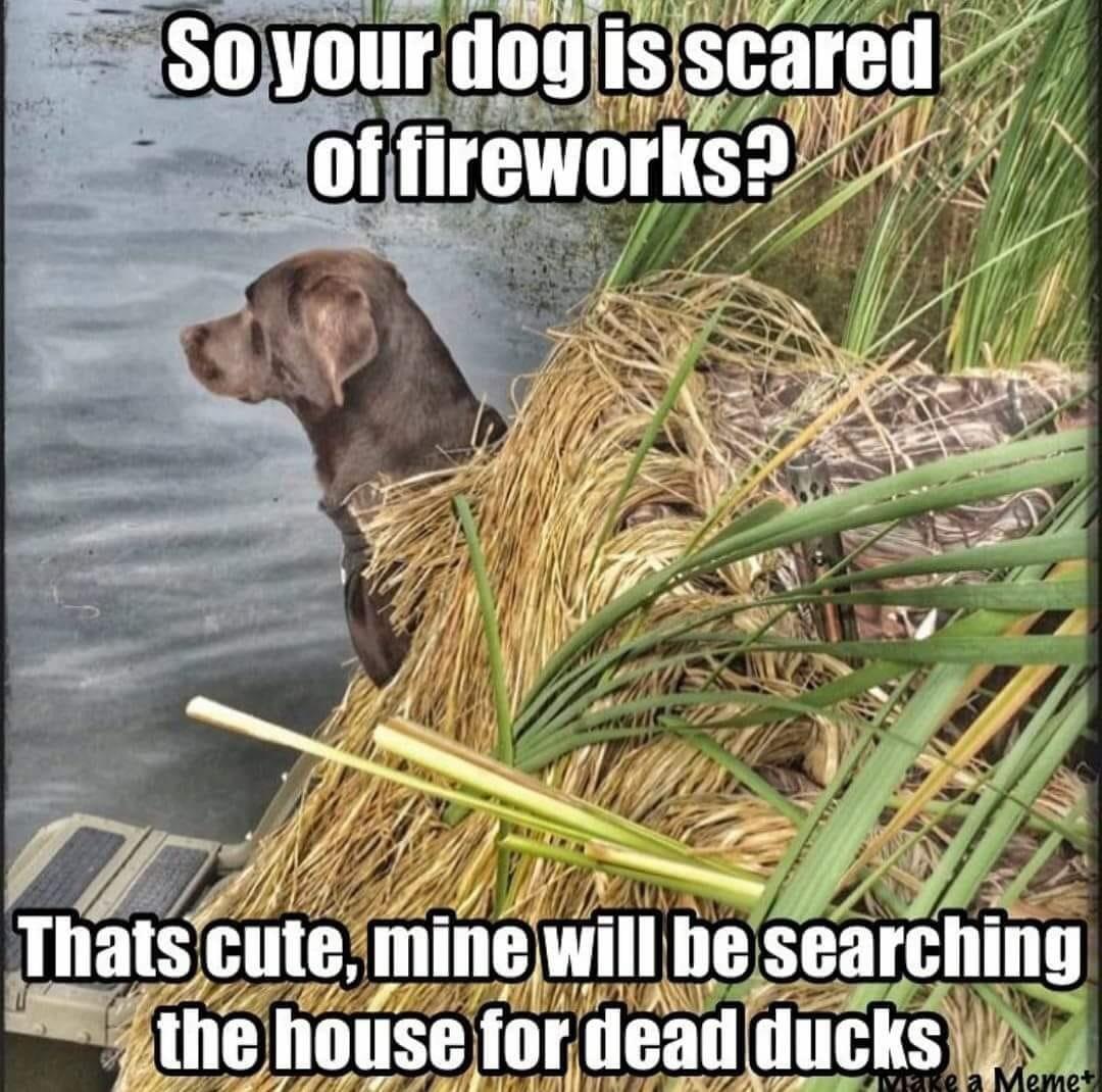 Doggo gatekeeping r/gatekeeping