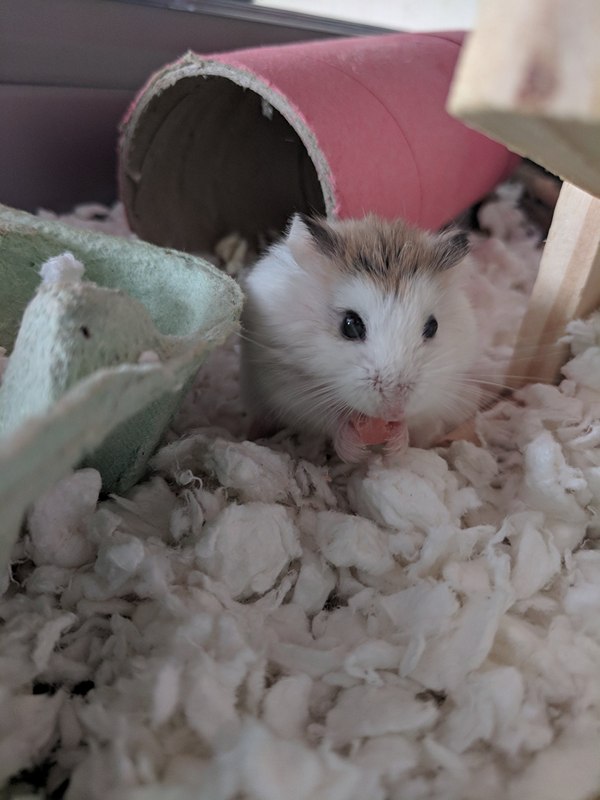 Baby snaffling his first ever yogurt drop, looking good young dude! r