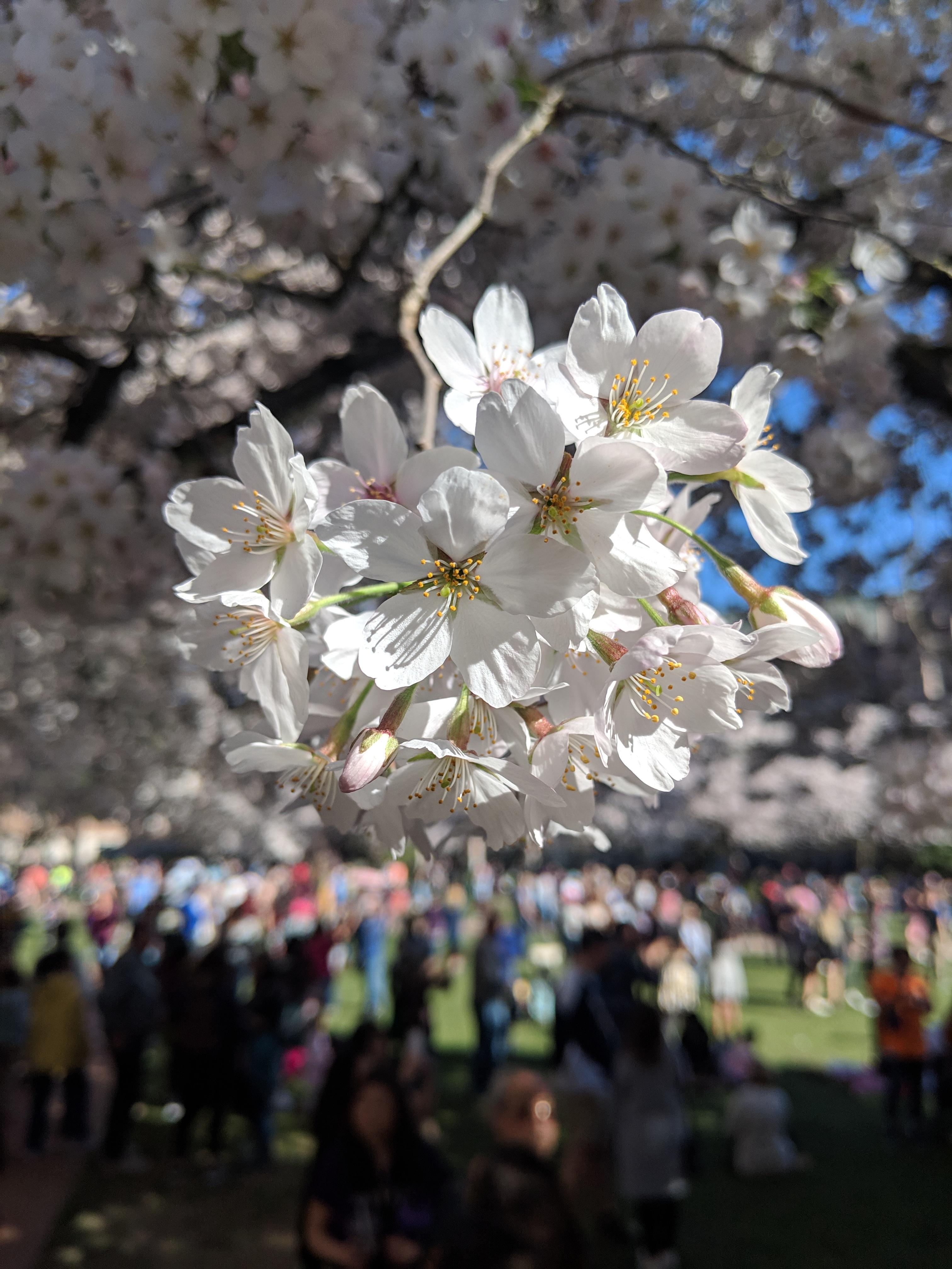 Cherry Blossoms 🌸 r/Seattle