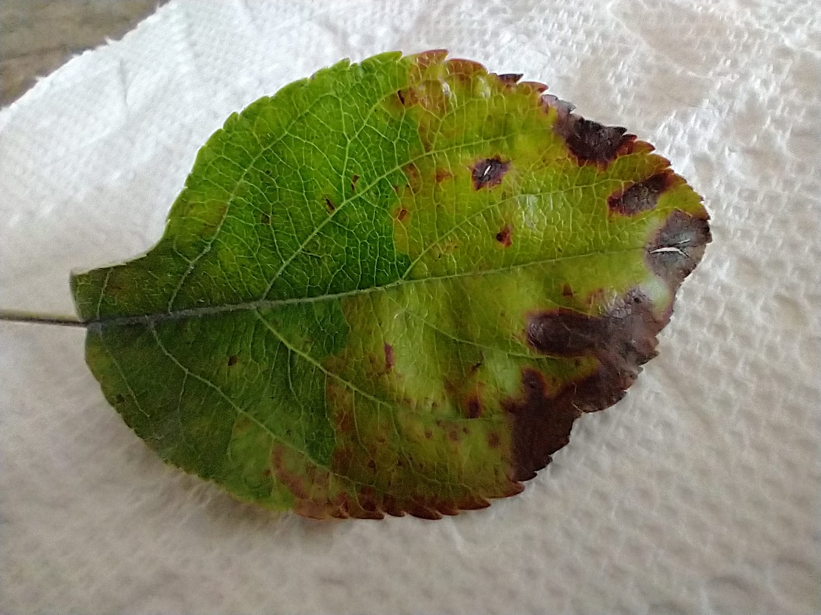 Honey crisp apple tree leaf. 10 of leaves look like this one
