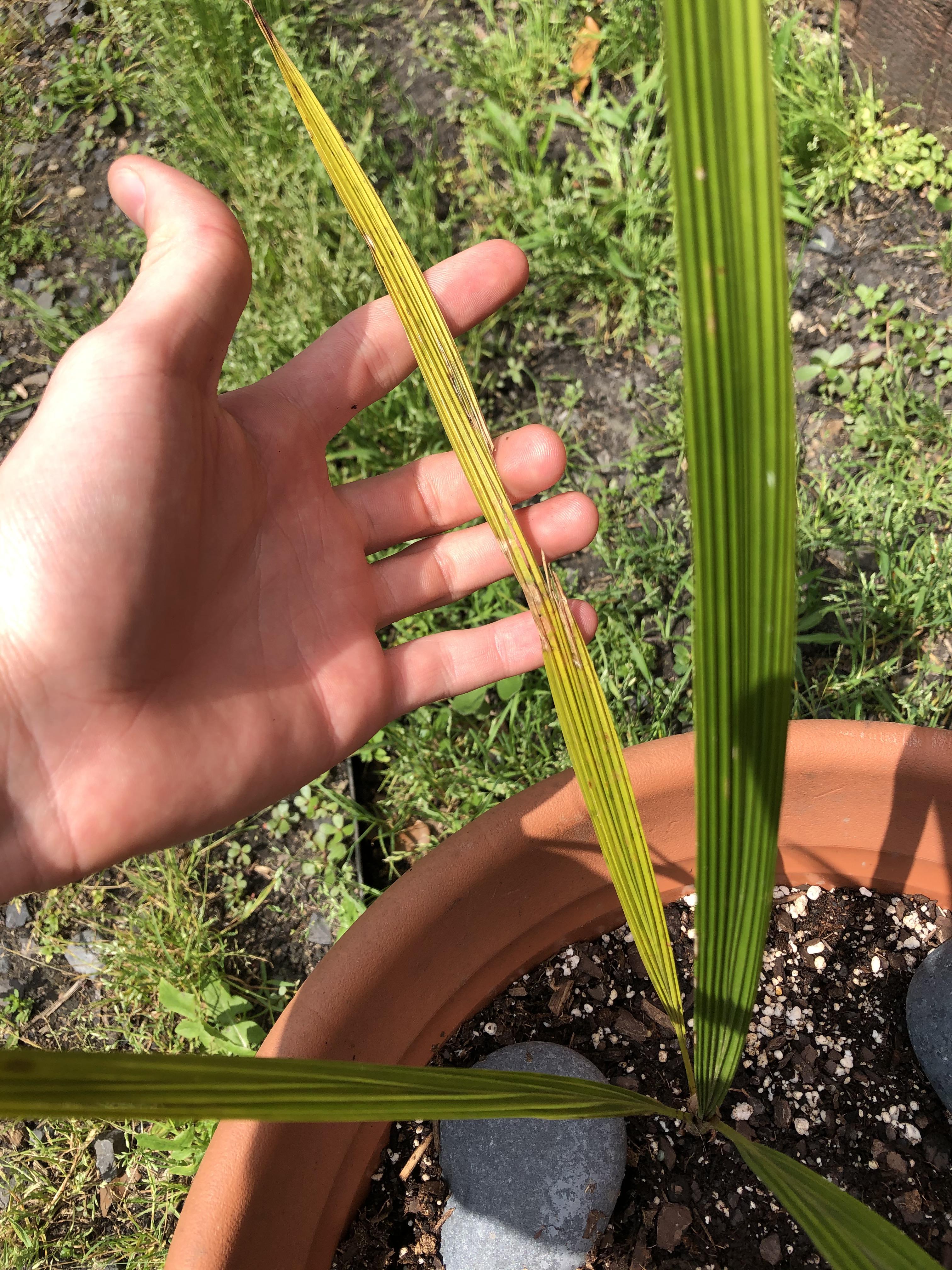Yellowing if my baby Queen Palm r/plantclinic