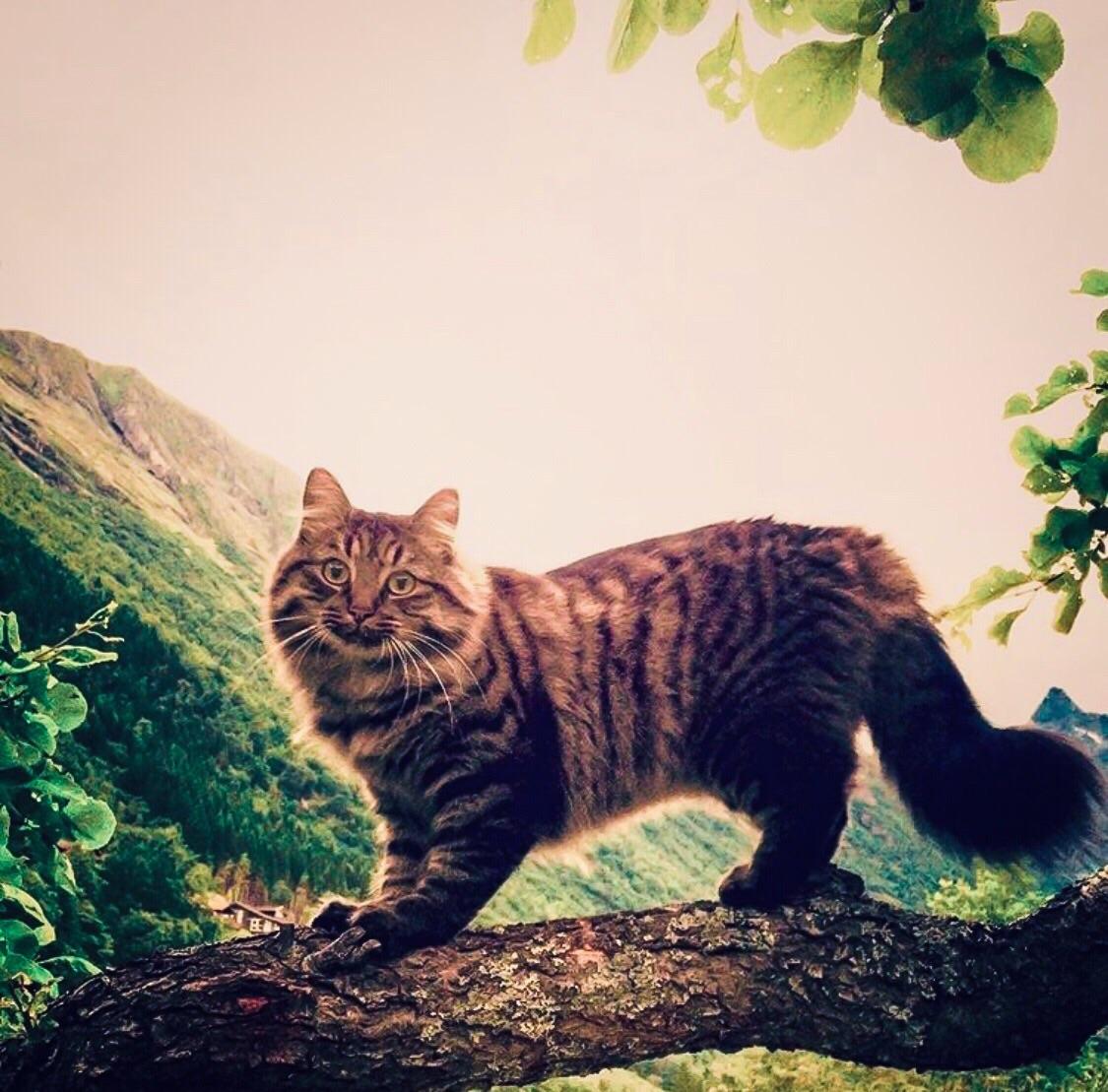 My norwegian forest cat climbing trees r/cats