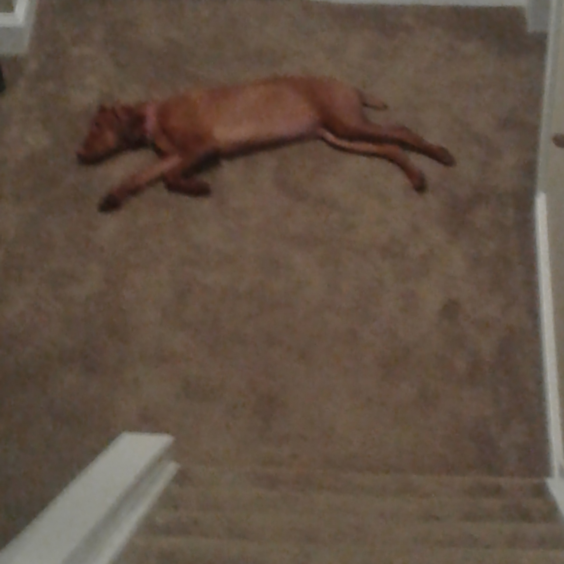 My Puppy Fell Down The Stairs Sale UK clc.cet.edu