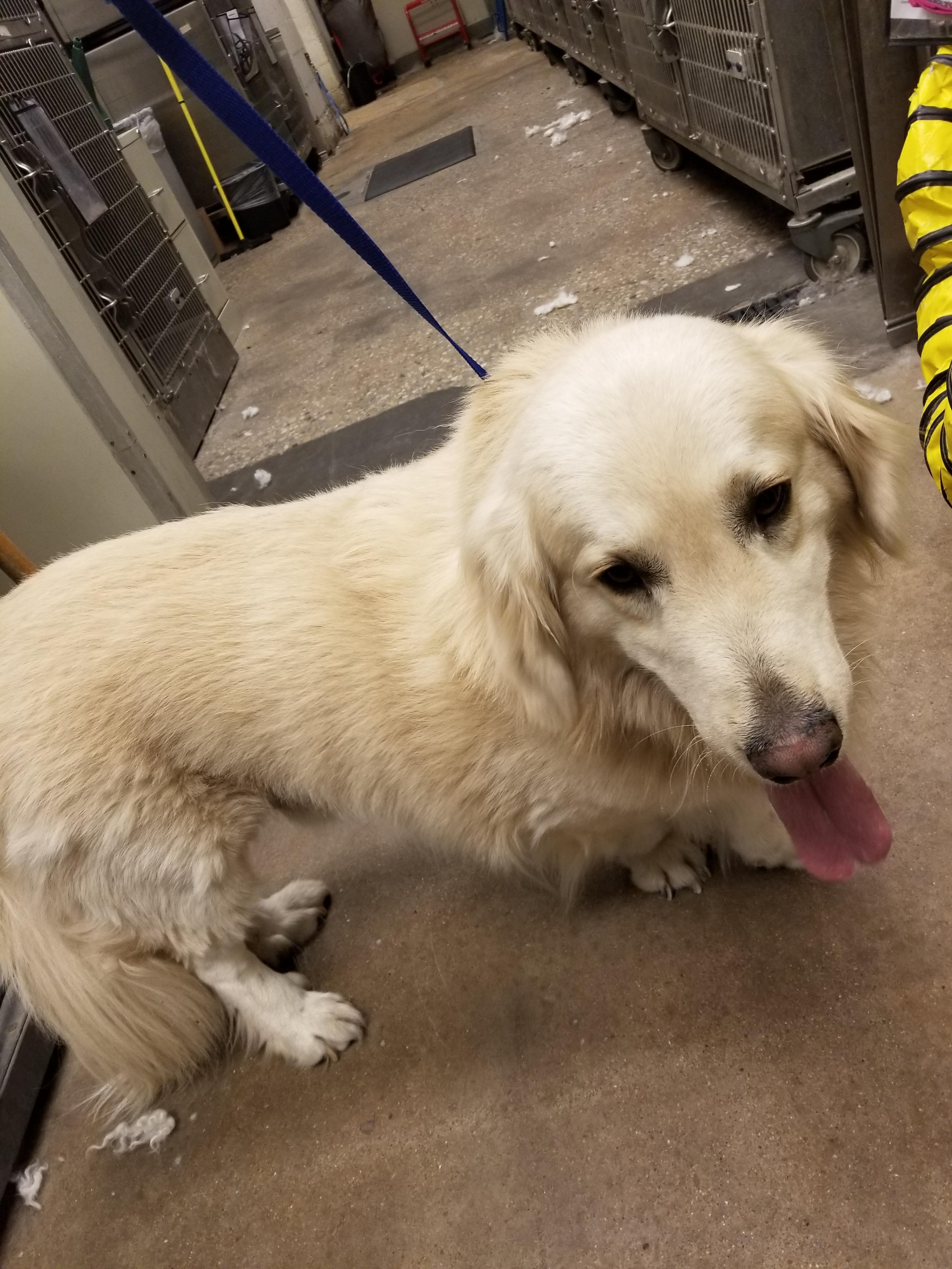 A basset hound, great pyrenees mix r/Damnthatsinteresting