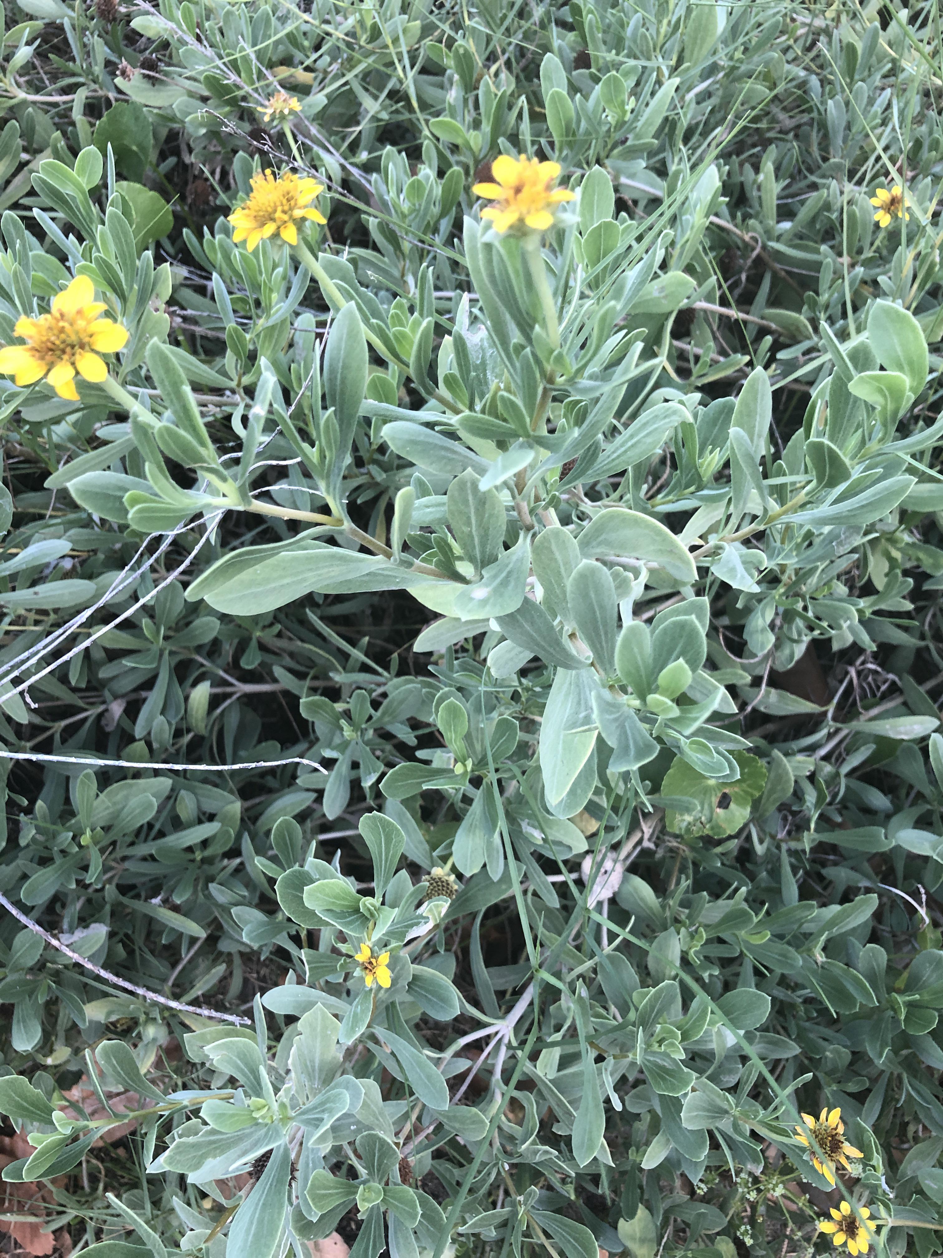 Wild flower growing on Edisto Island, SC r/gardening