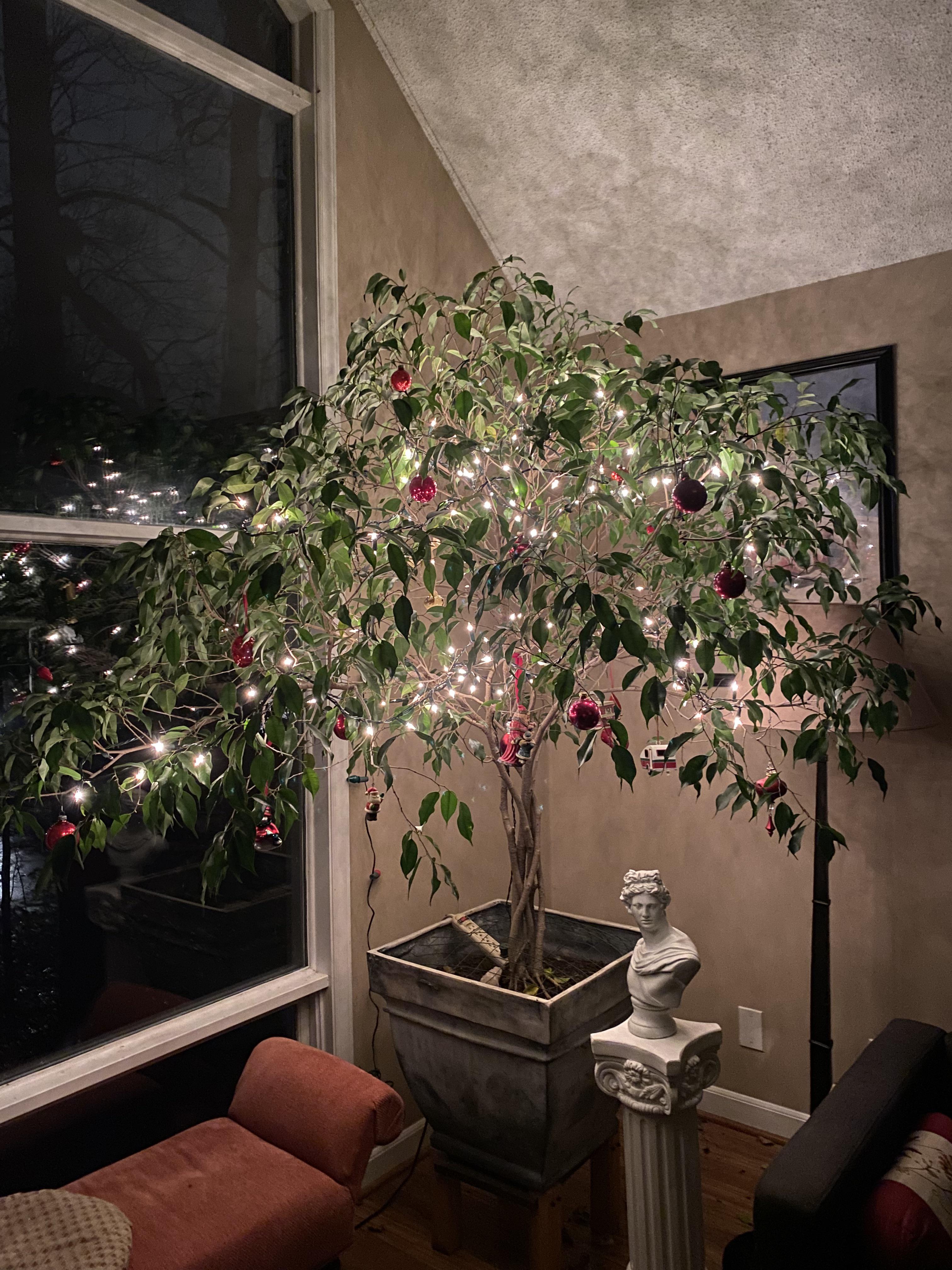 In May this year my dad passed away and left me his 40 year old Weeping