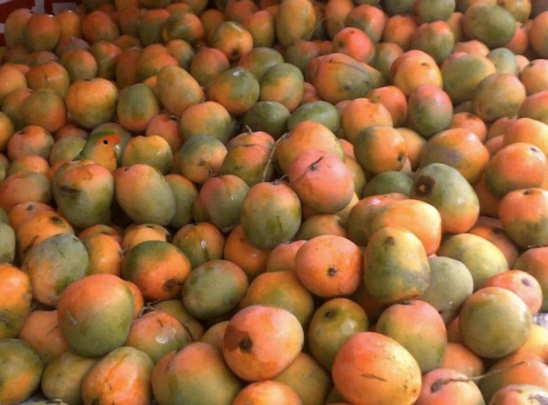 Find the mango bird r/FindTheSniper