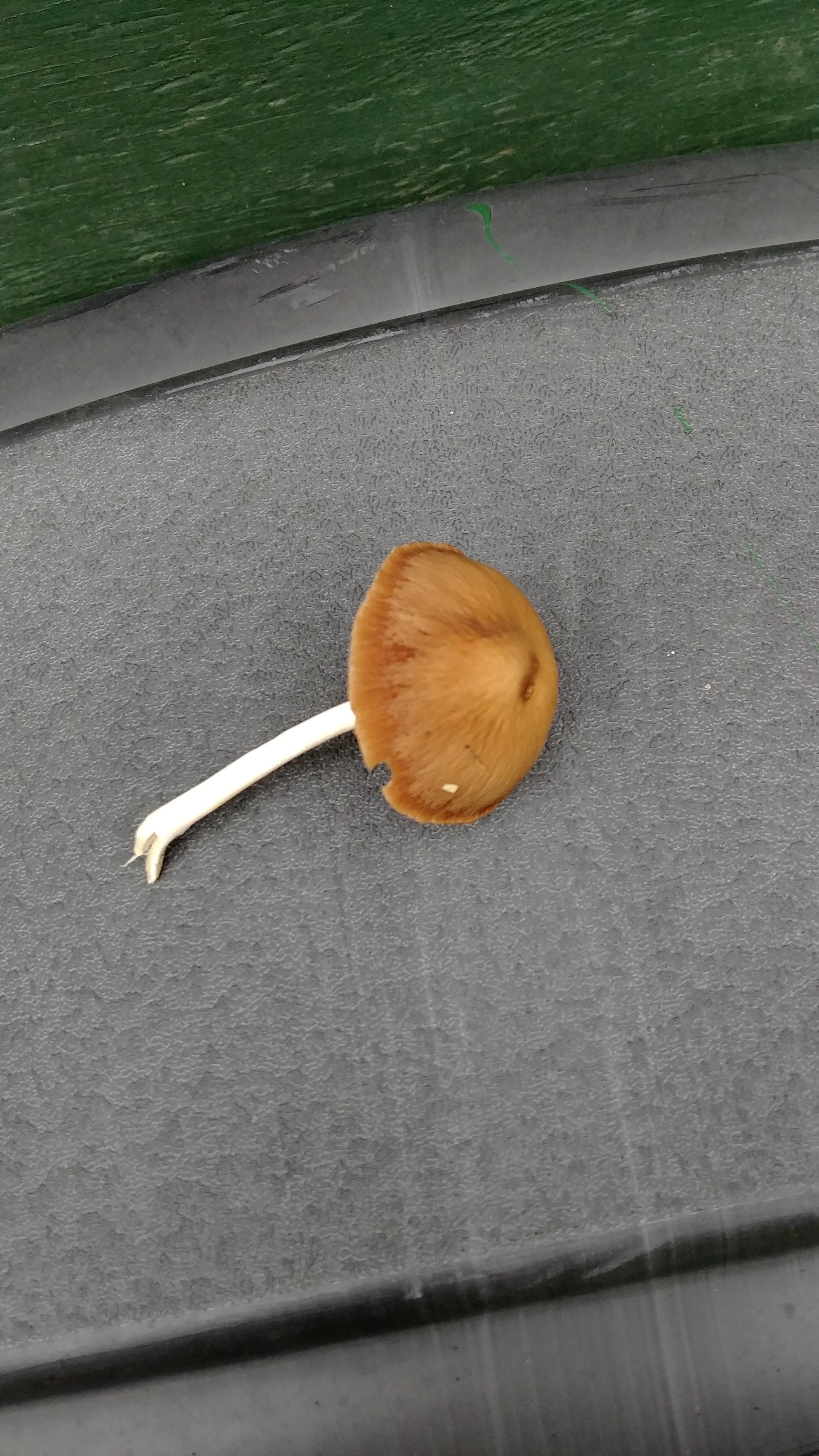 Found in garden by blueberry bushes (acidic soil) r/mycology