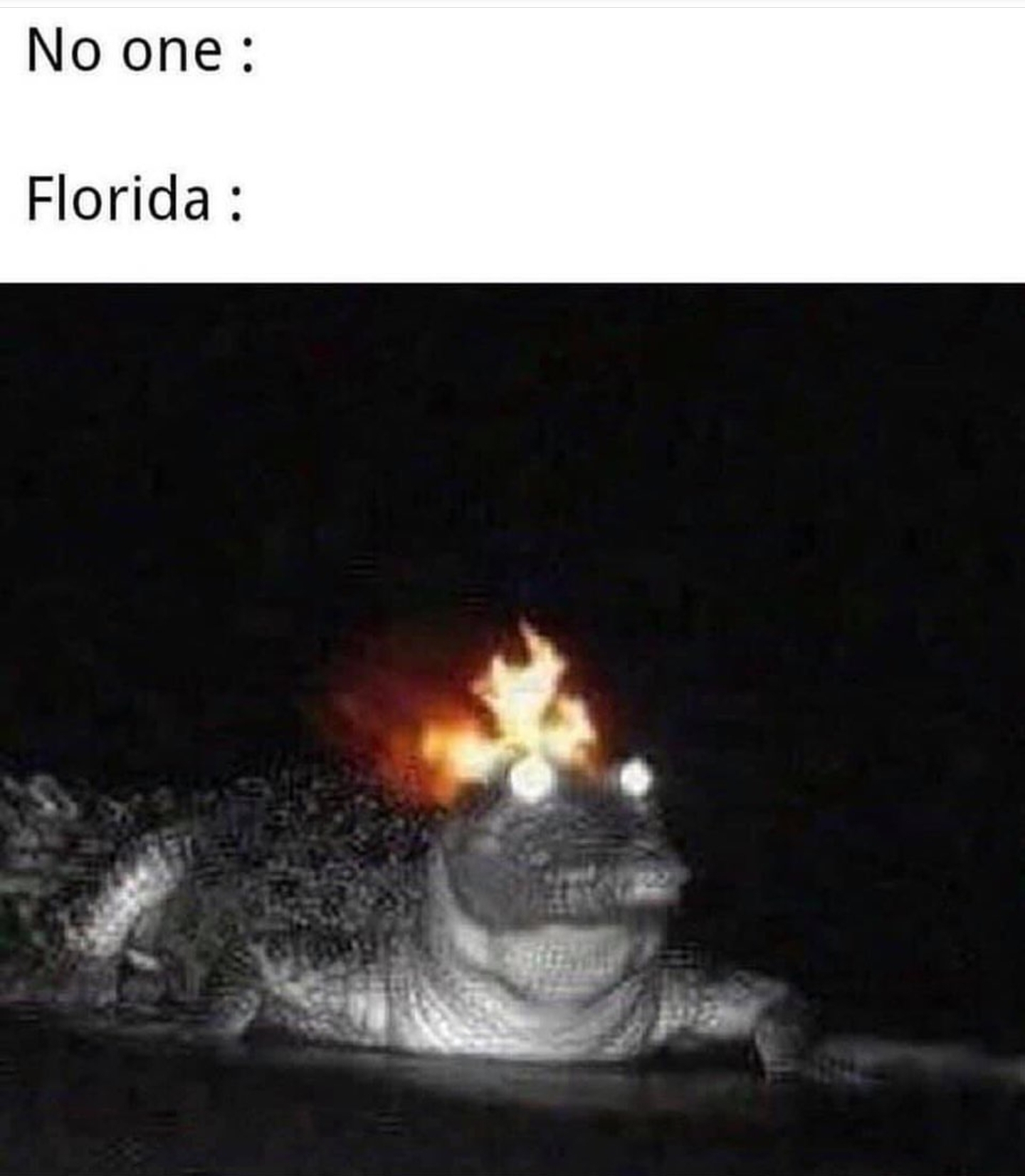 see ya later gator r/memes