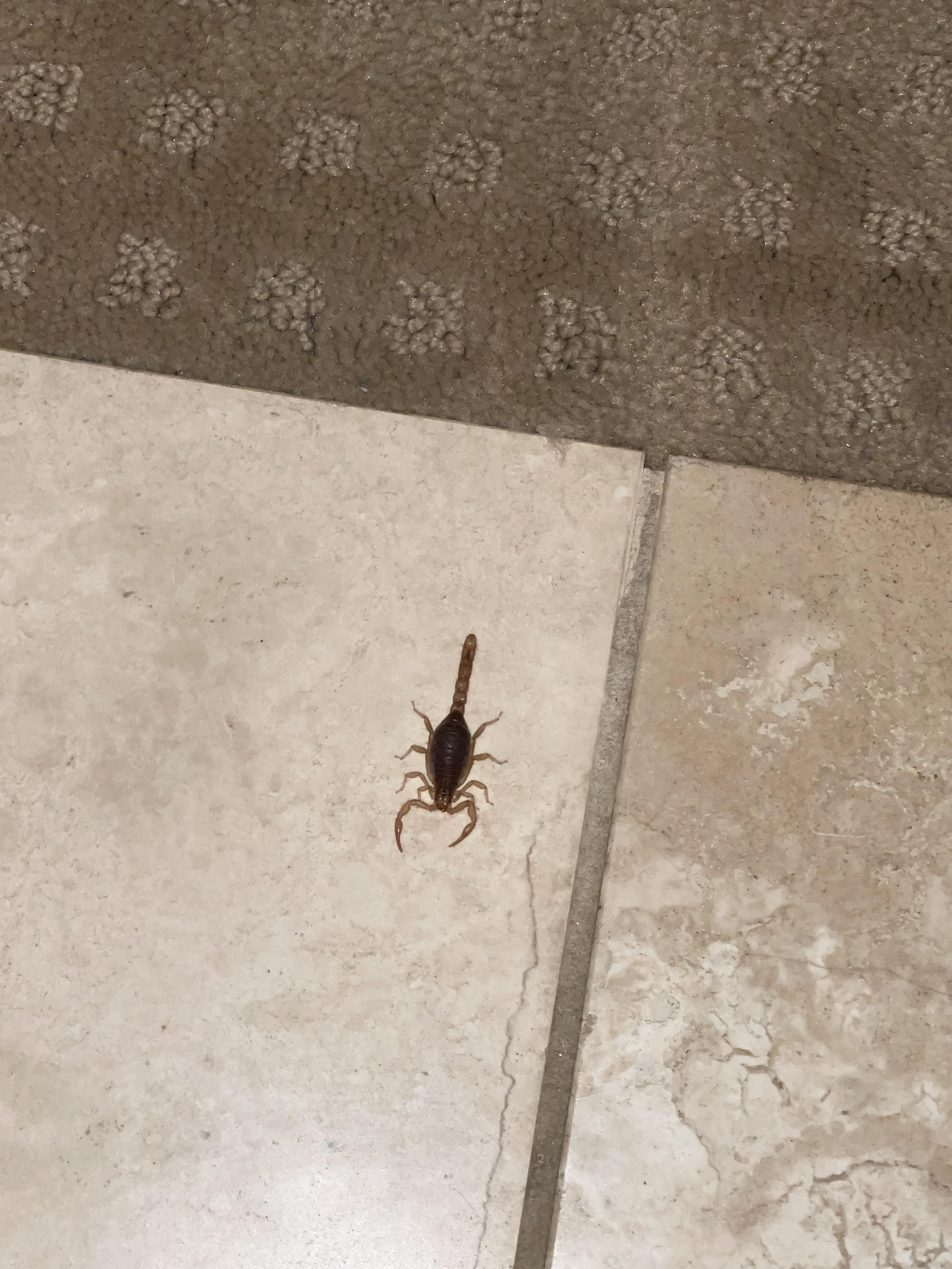 Found this scorpion on the floor in Arizona, what type is it