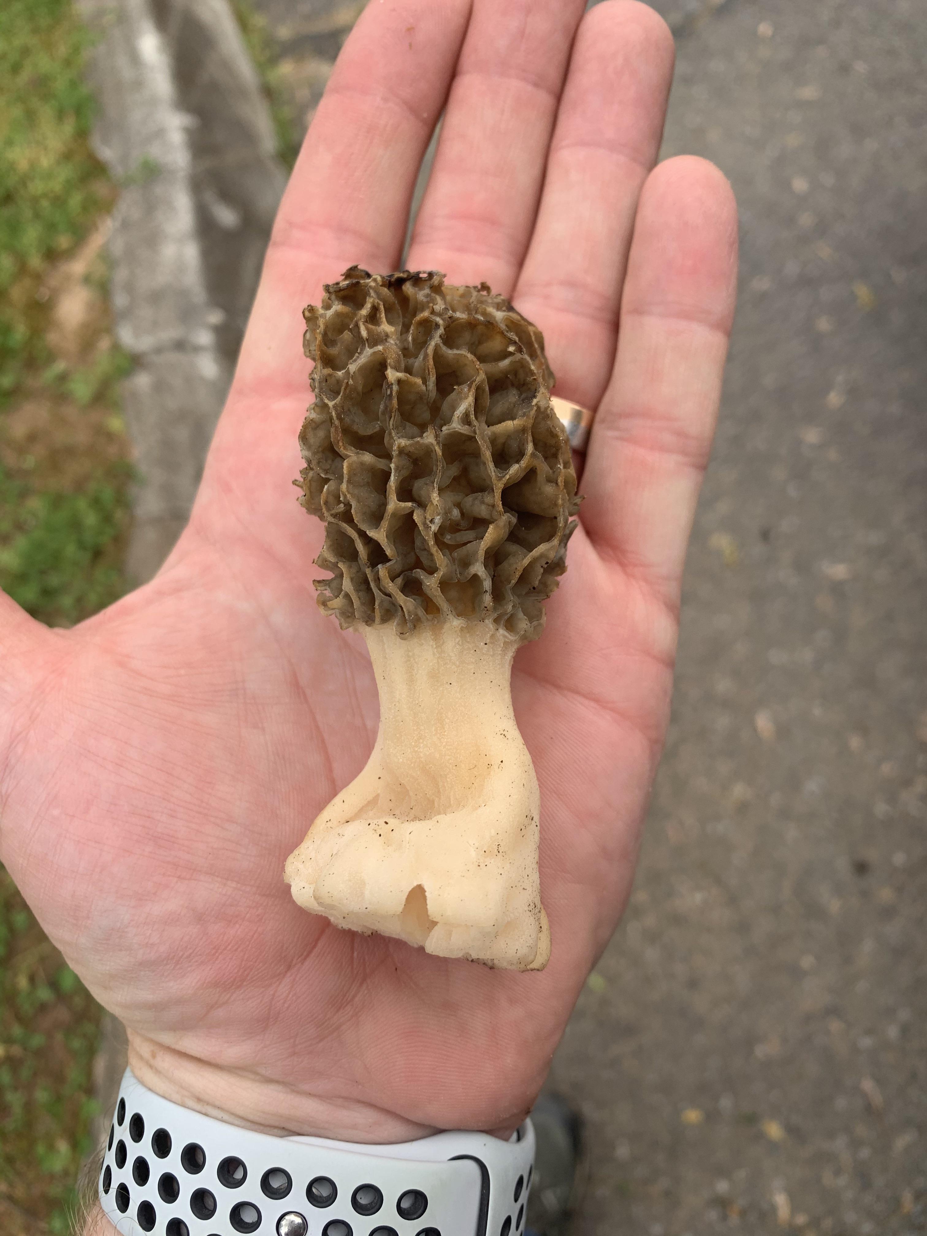 Biggest morel found today by my 5 year old daughter! Ruthoford Co