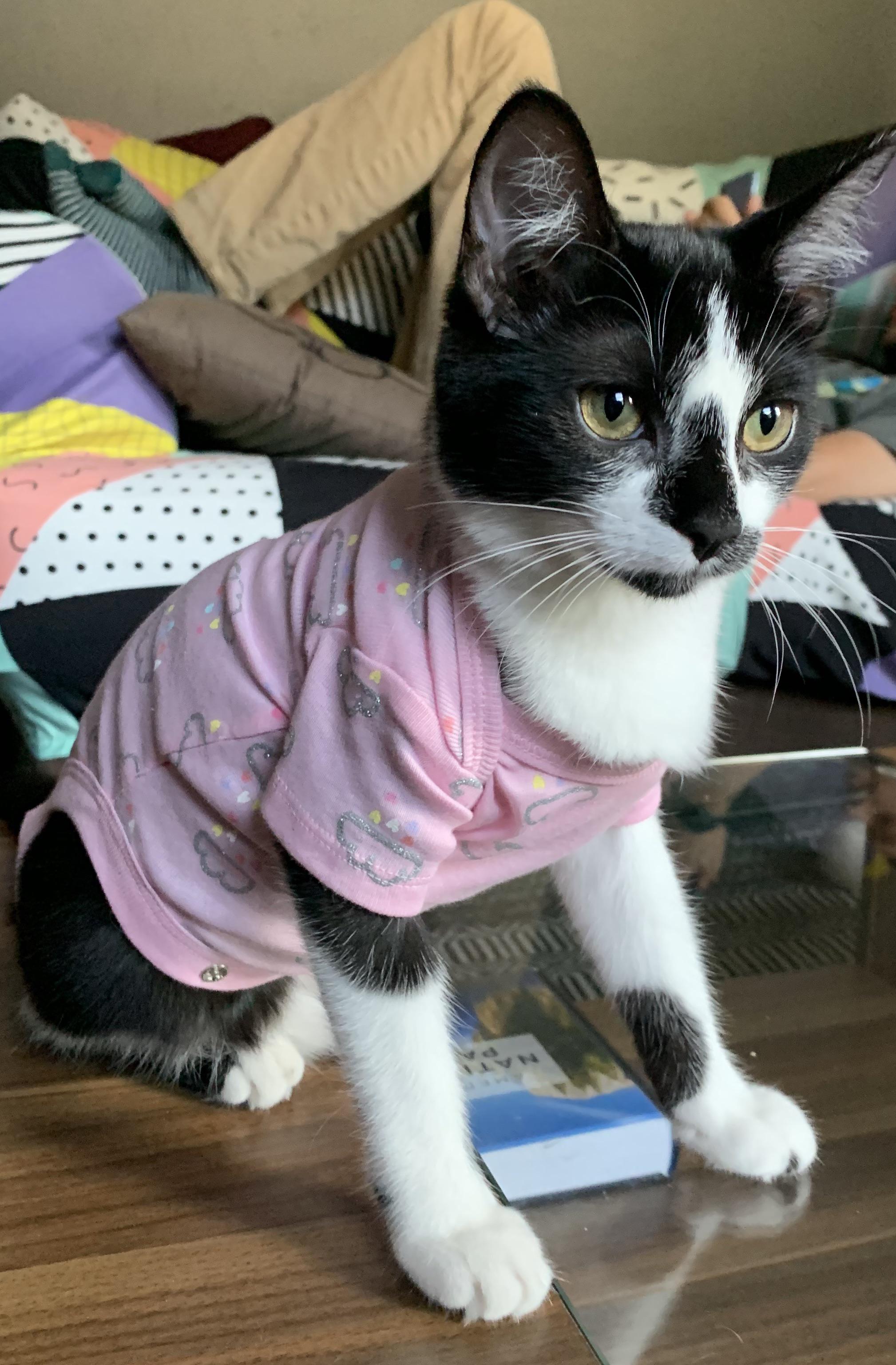 Lydia is getting spayed today and I feel sick to my stomach worried