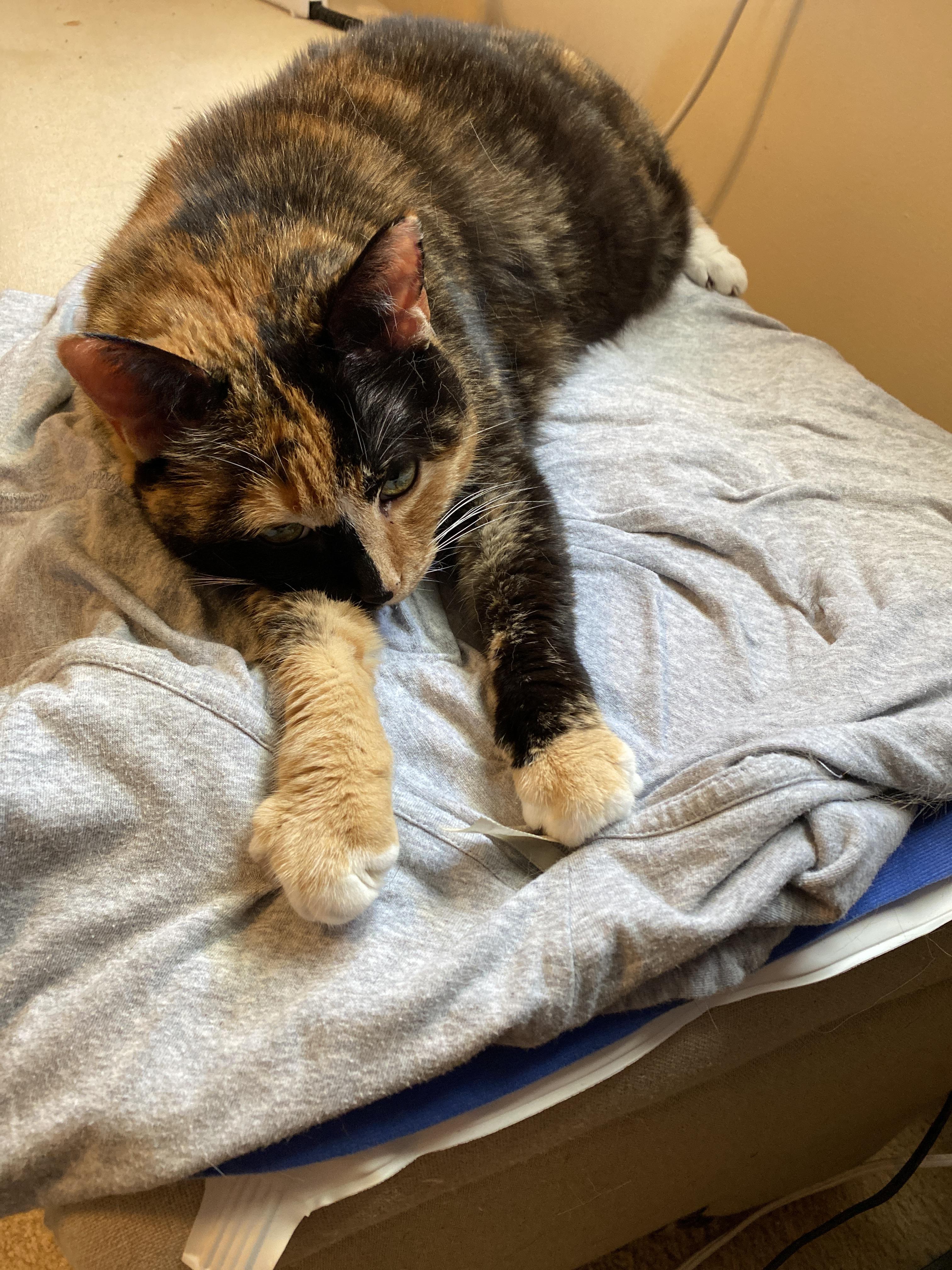 Sesame (14) always prefers to lay on an article of my clothing, so