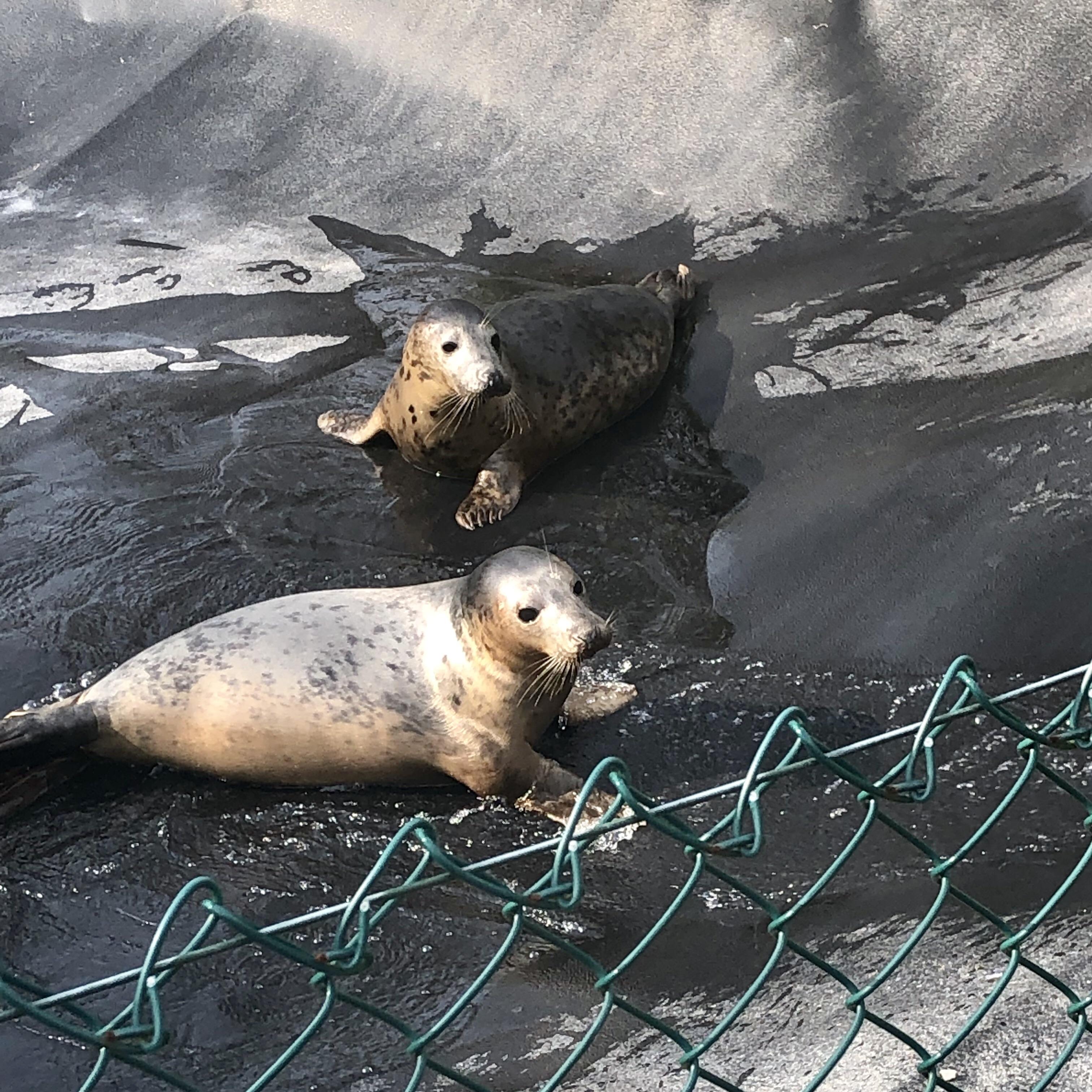Some of the healthy and happy looking seals that are getting the best