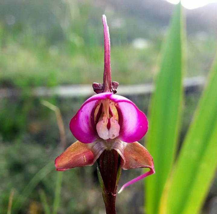 A wild Disperis capensis, the Cape witch orchid. Cape Town, South
