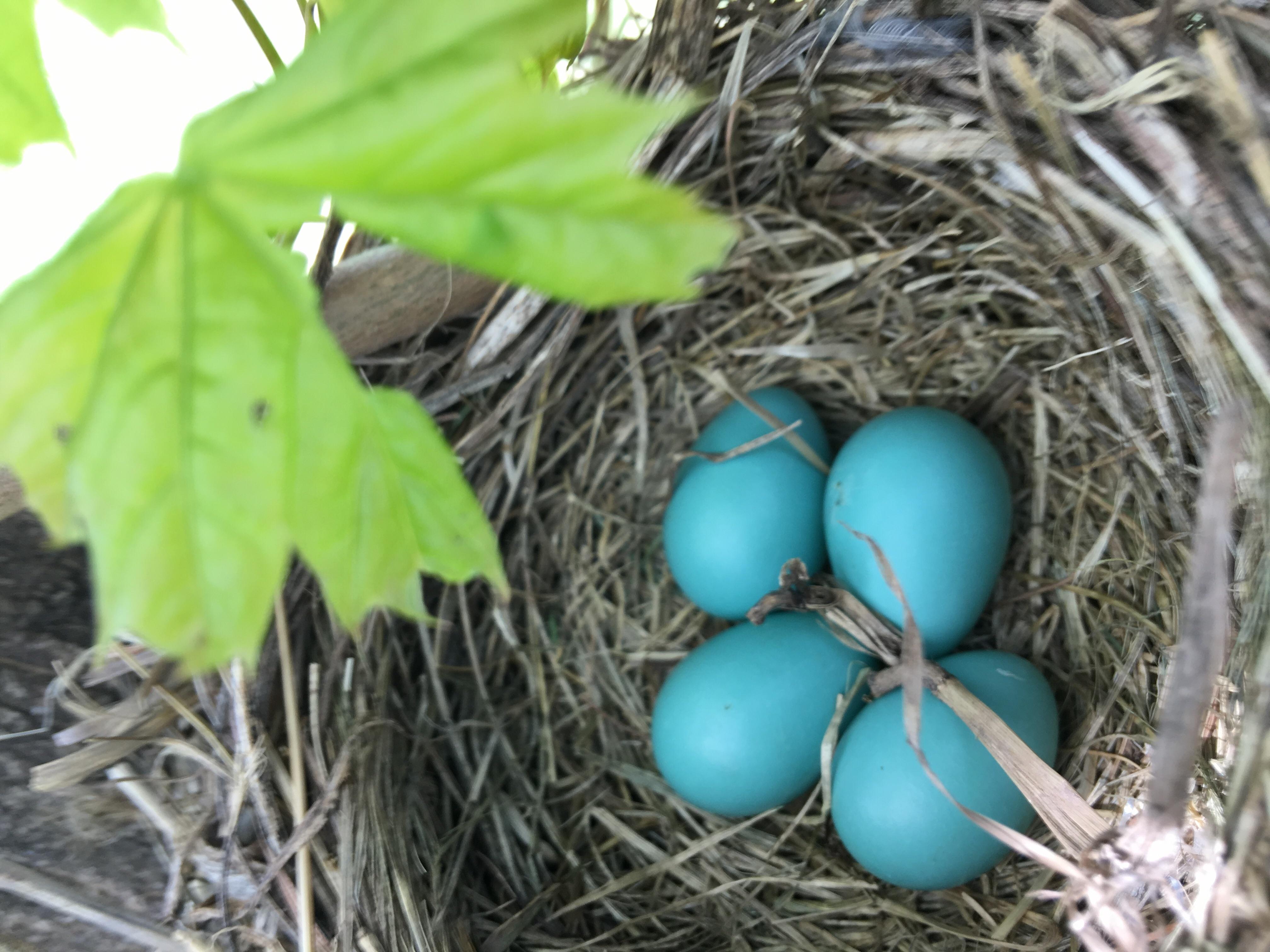 Blue birds egg. r/pics