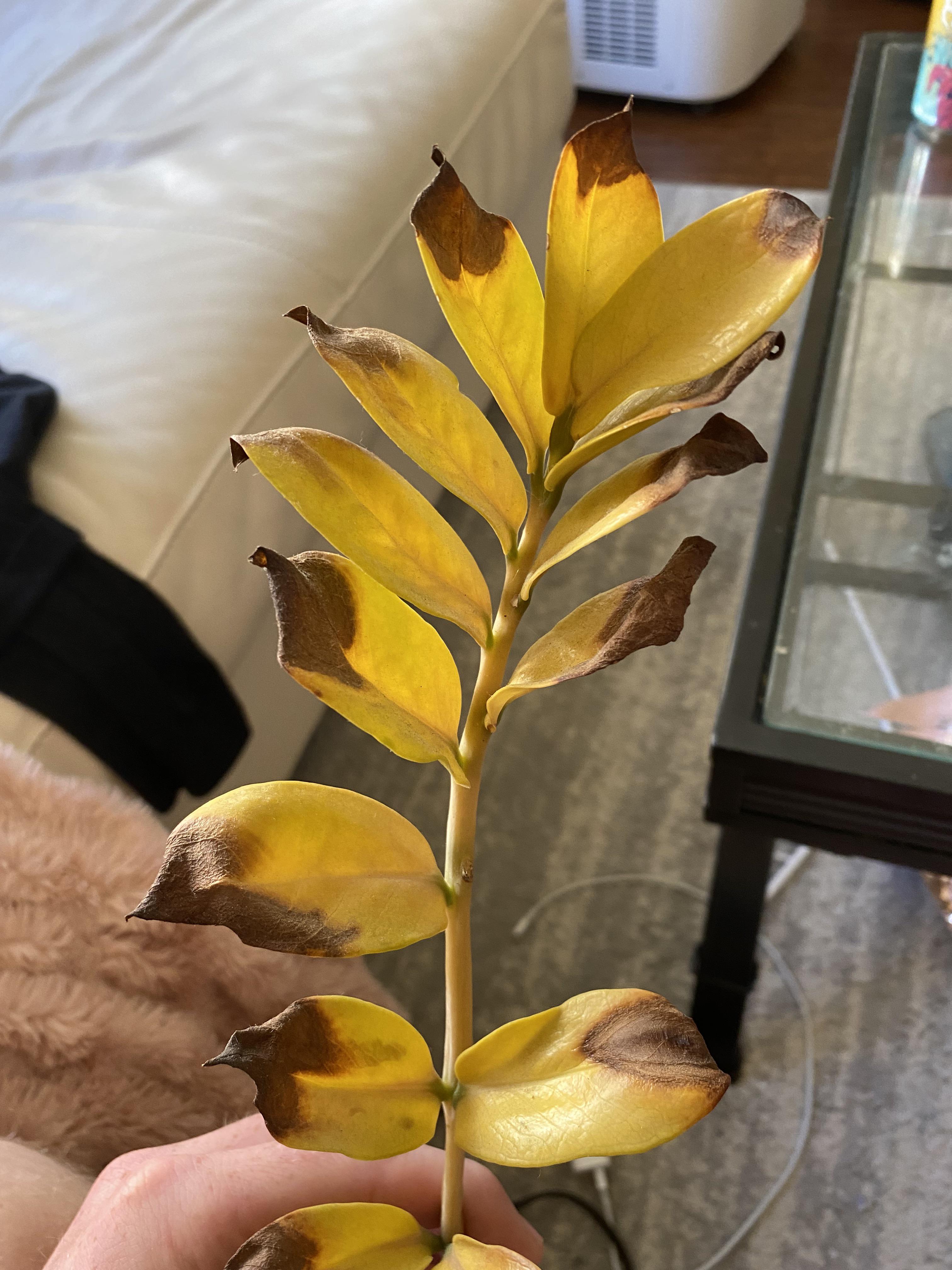 Zz plant yellowing and brown tips, am I overwatering? r/houseplants