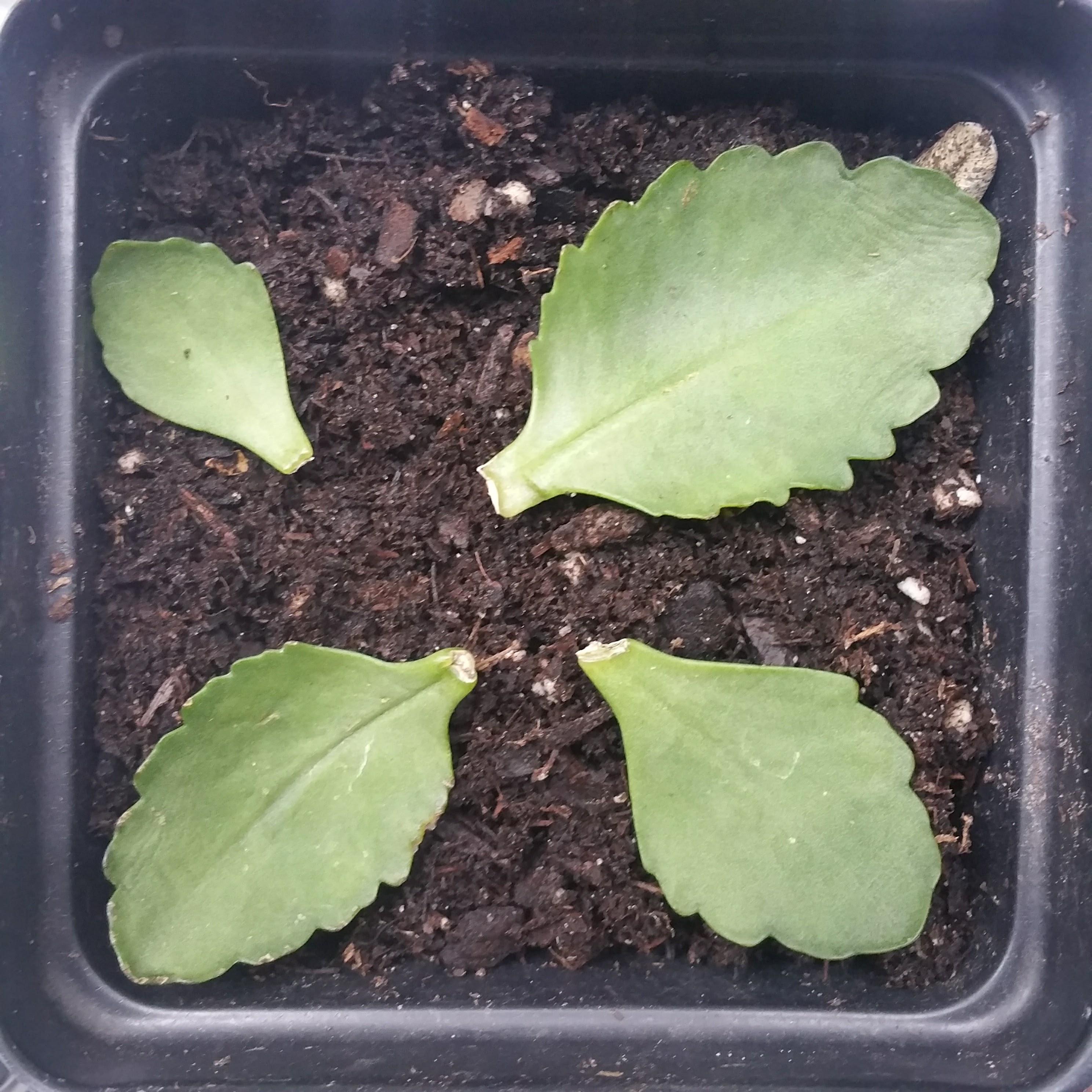 Is this how Calandiva Kalanchoe leaves are propagated? r/succulents
